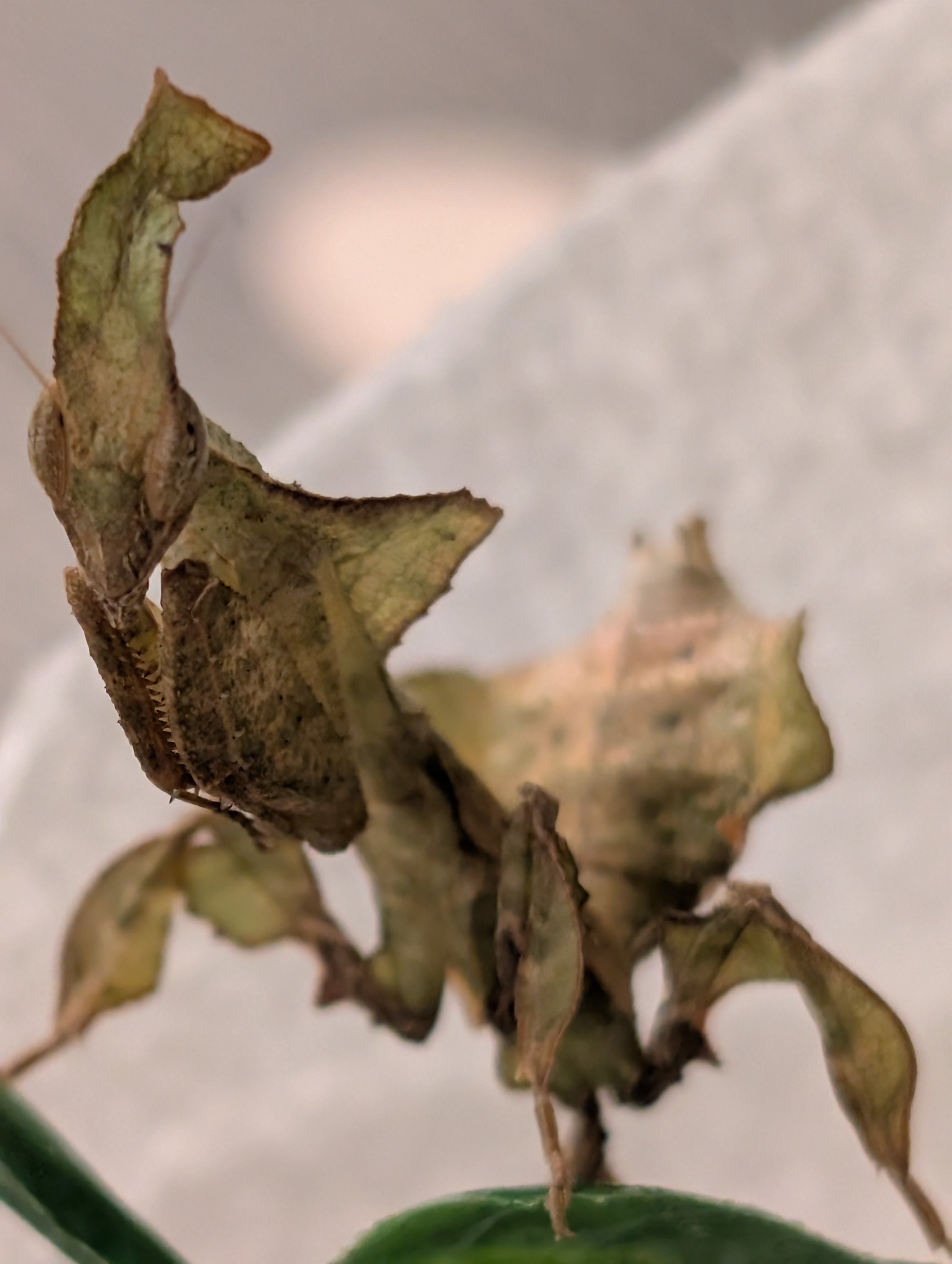 Phyllocrania paradoxa - Ghost Mantis for Sale | Live Arrival Guarantee