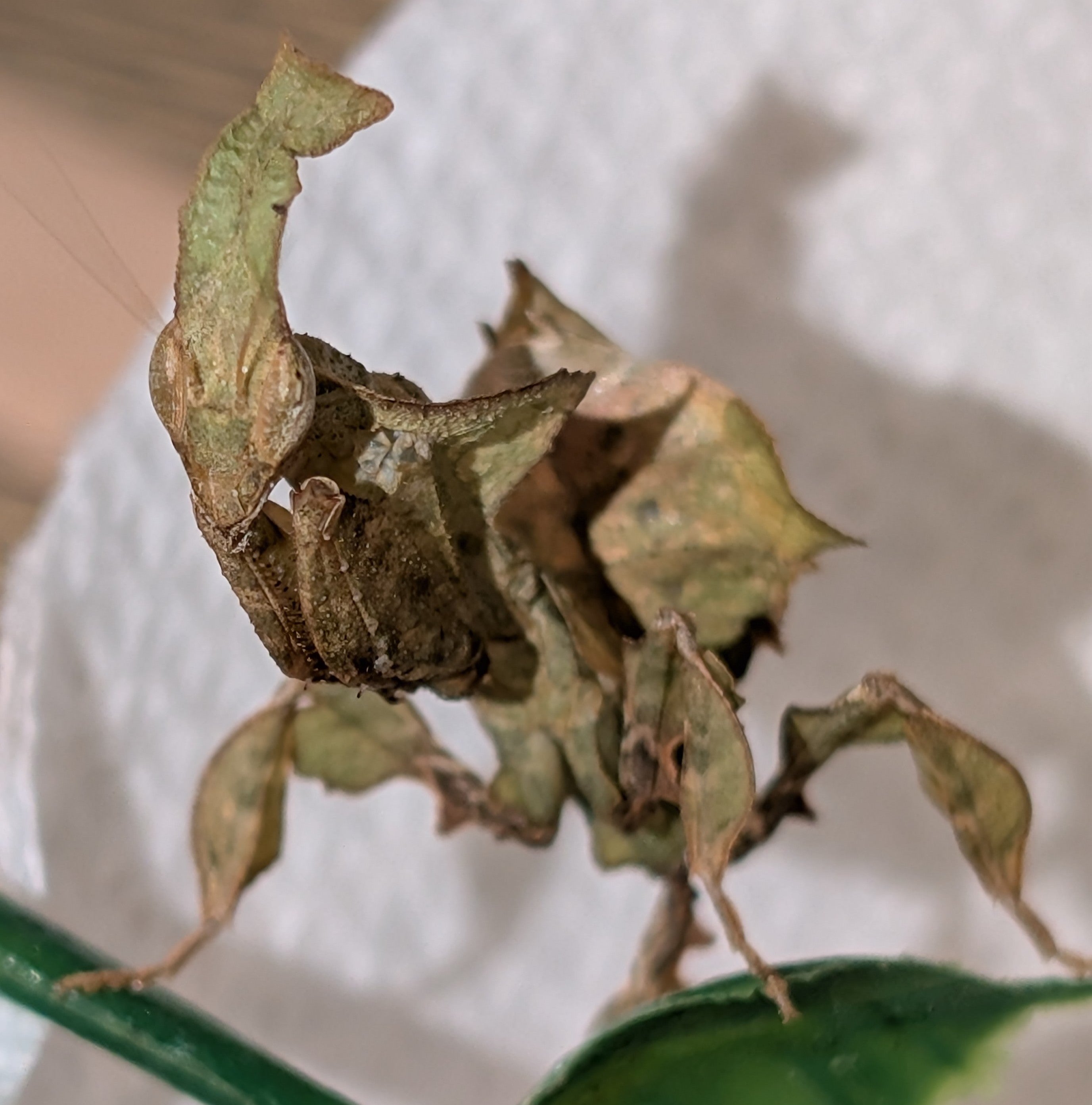 Phyllocrania paradoxa - Ghost Mantis for Sale | Live Arrival Guarantee
