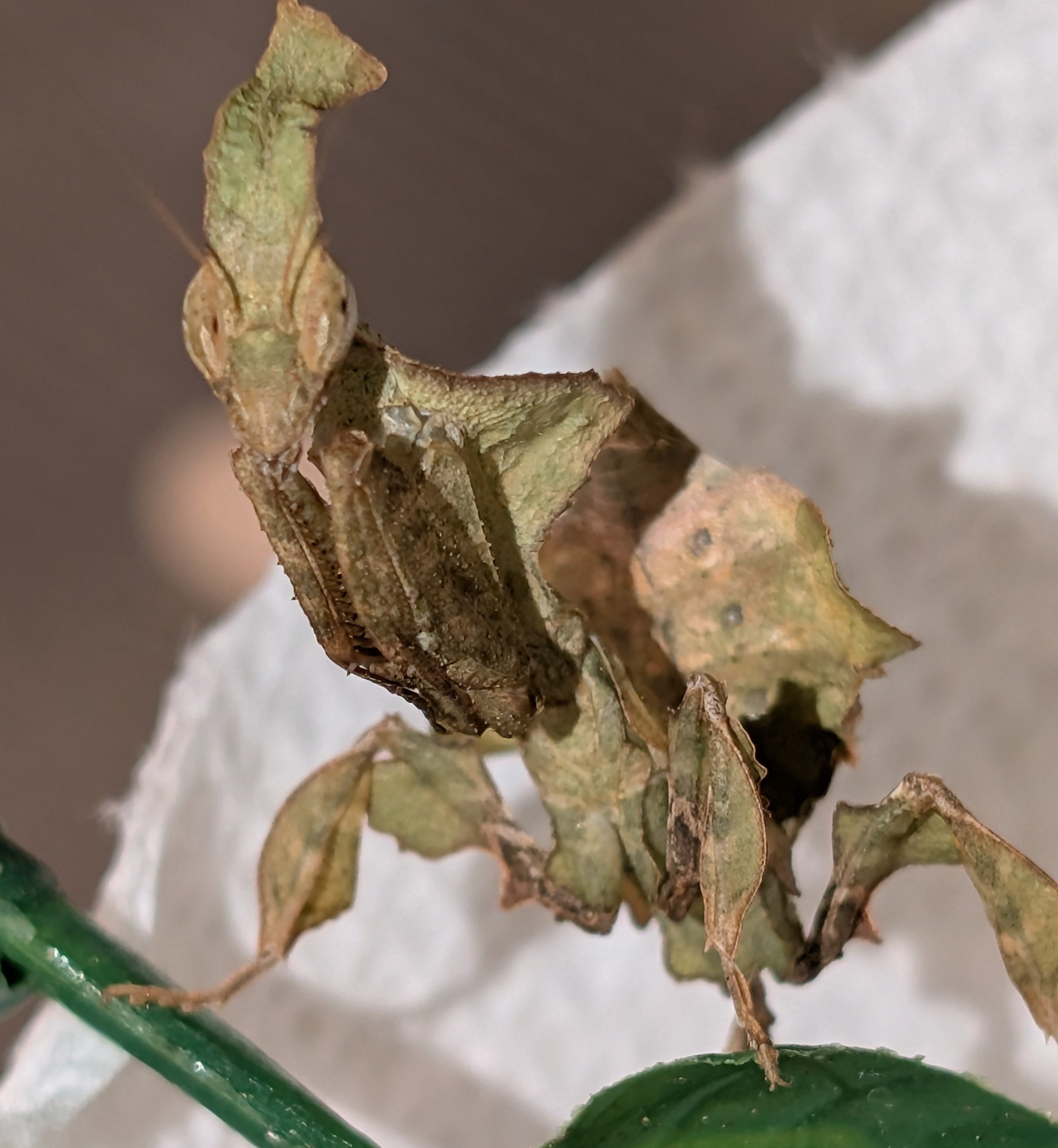Phyllocrania paradoxa - Ghost Mantis for Sale | Live Arrival Guarantee