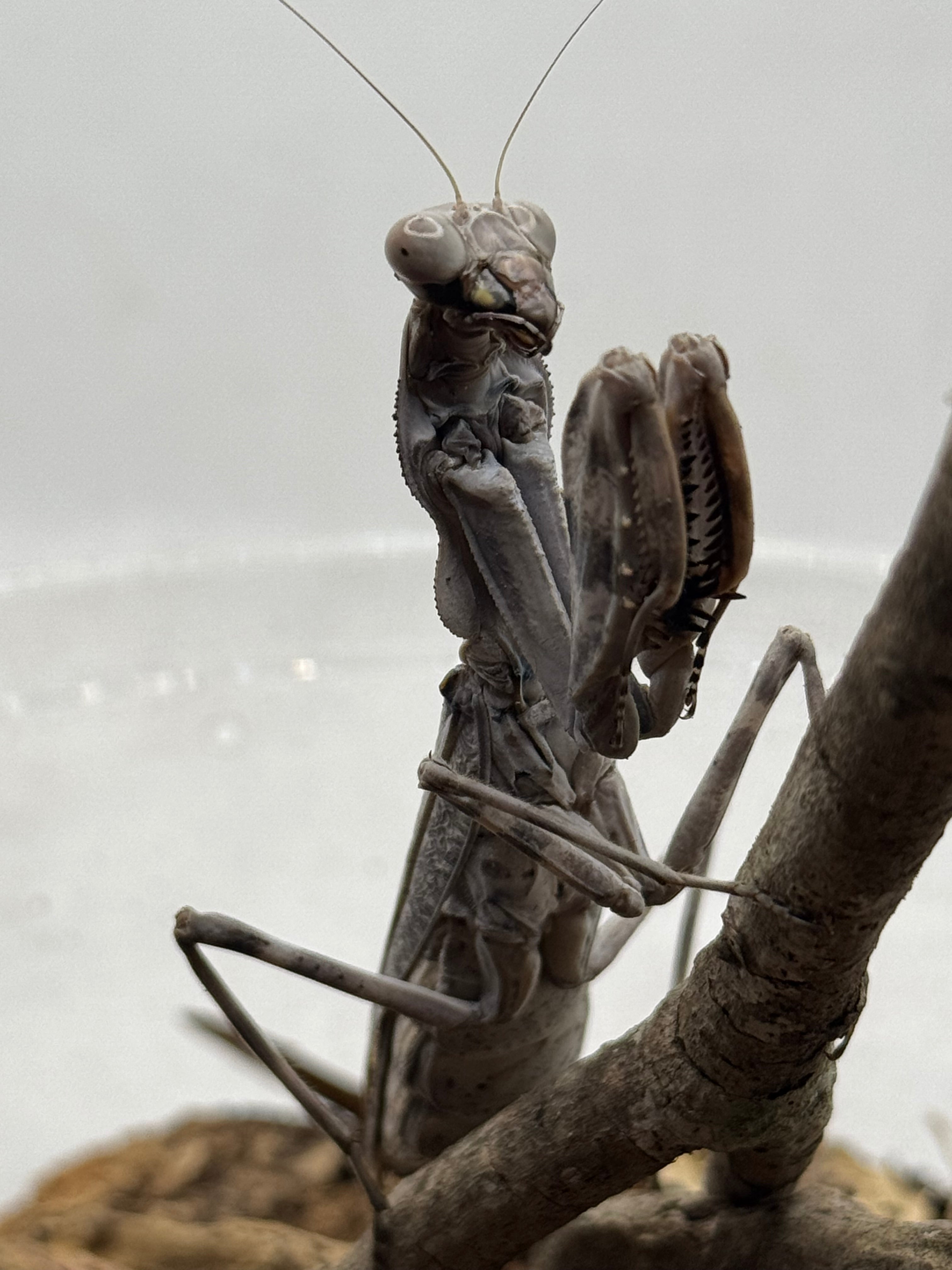 Pnigomantis medioconstricta - African Double Shield Mantis for Sale | Live Arrival Guarantee