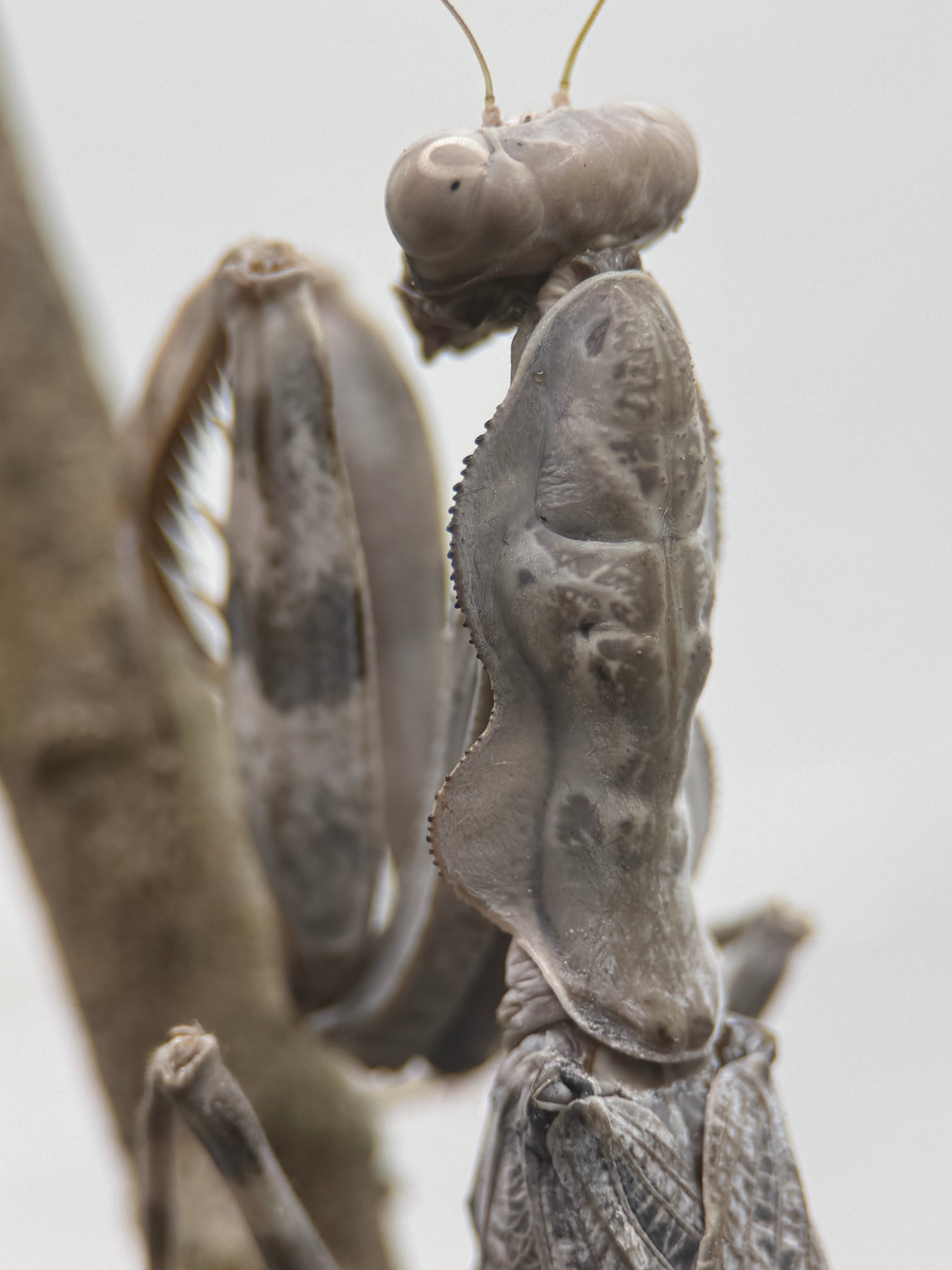 Pnigomantis medioconstricta - African Double Shield Mantis for Sale | Live Arrival Guarantee