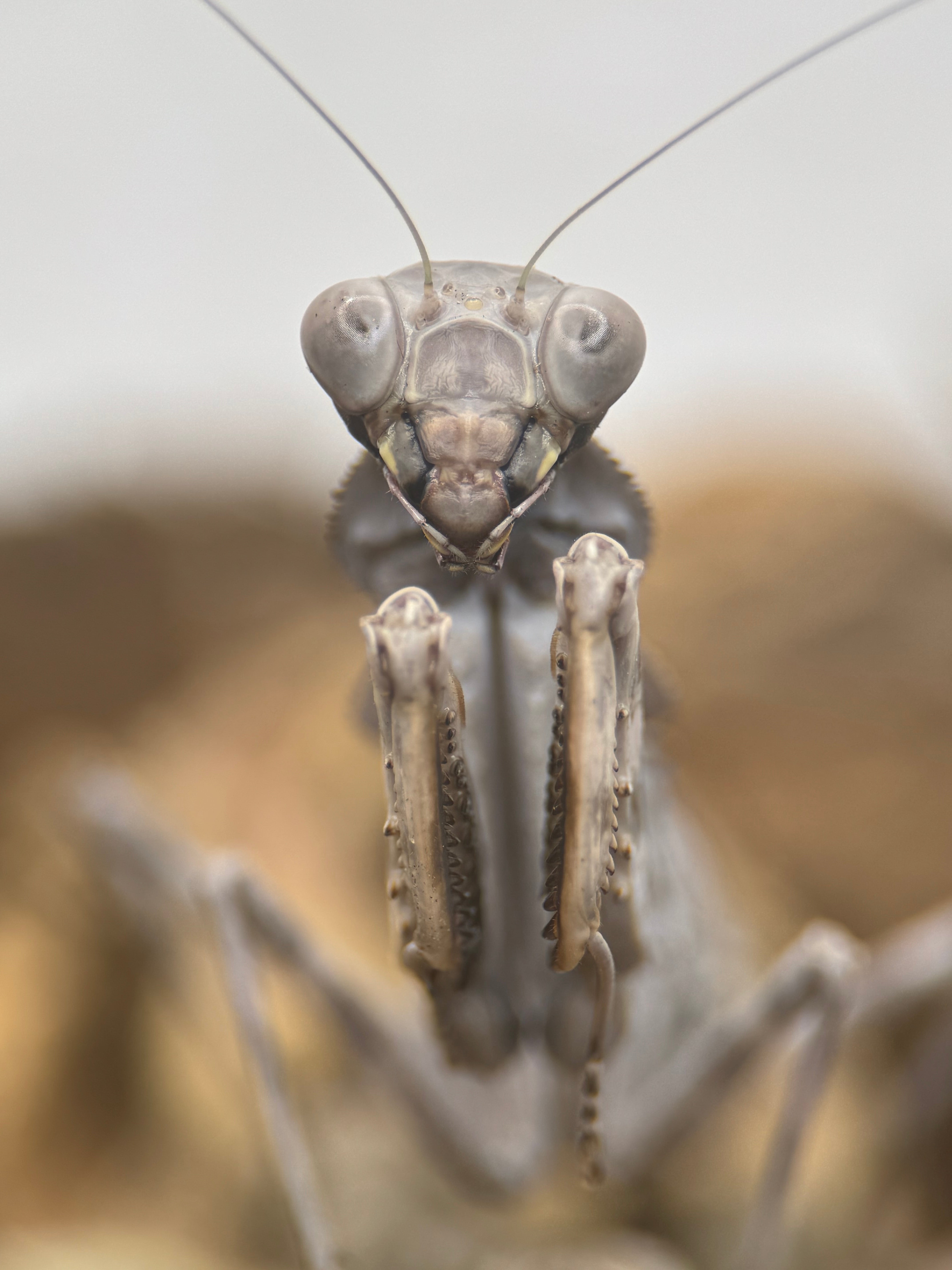 Pnigomantis medioconstricta - African Double Shield Mantis for Sale | Live Arrival Guarantee