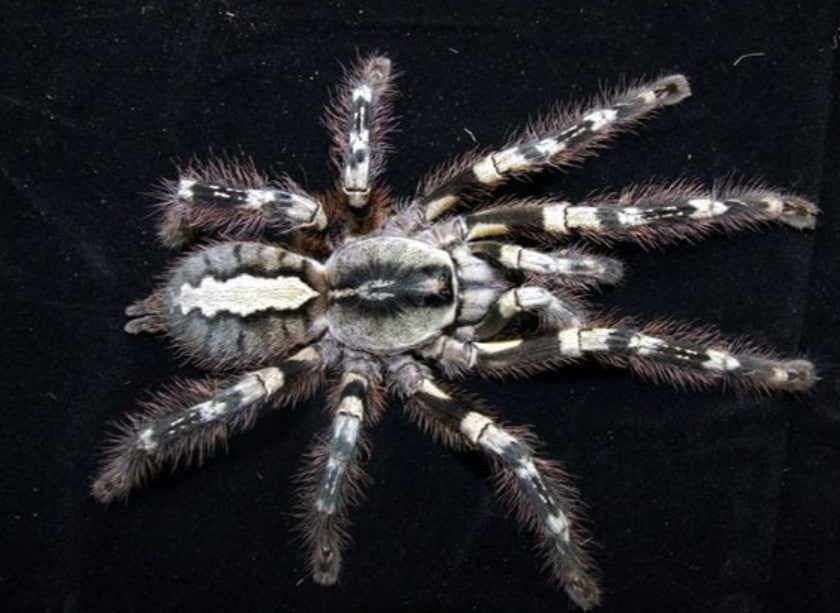 Poecilotheria striata – Mysore Ornamental Tarantula | Striking Striped Beauty | Live Arrival Guarantee