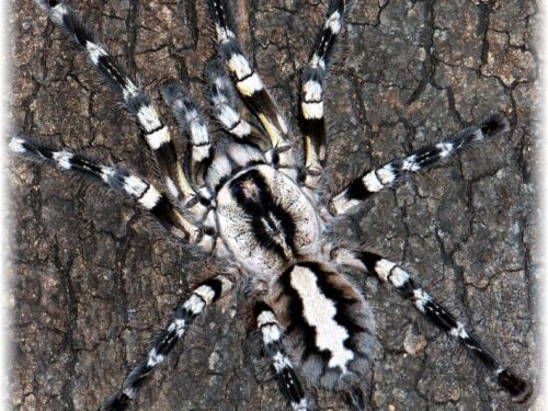 Poecilotheria regalis – Indian Ornamental Tarantula | Stunning Arboreal Species | Live Arrival Guarantee