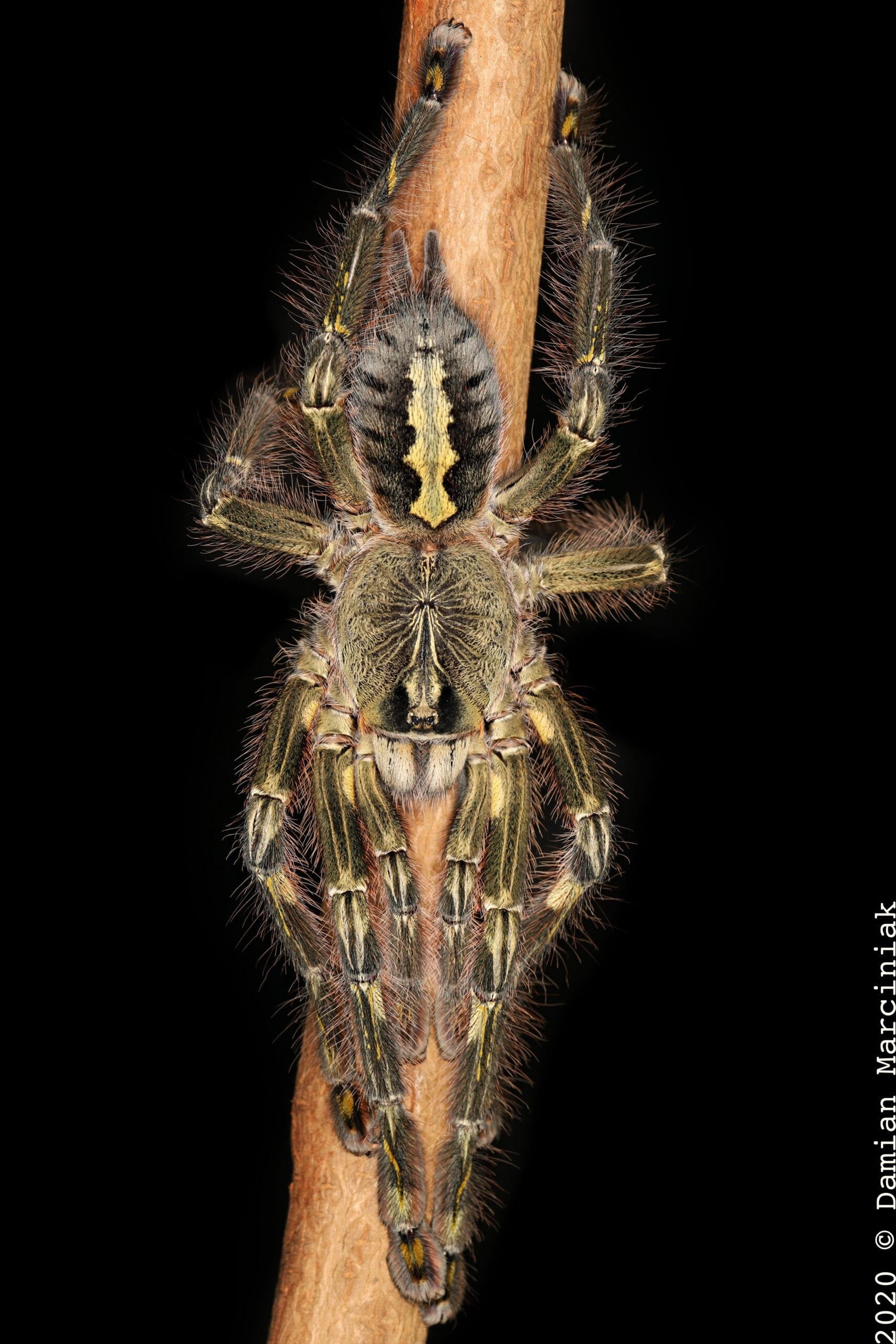 Poecilotheria rufilata – Red Slate Ornamental Tarantula | Stunning Indian Species | Live Arrival Guarantee