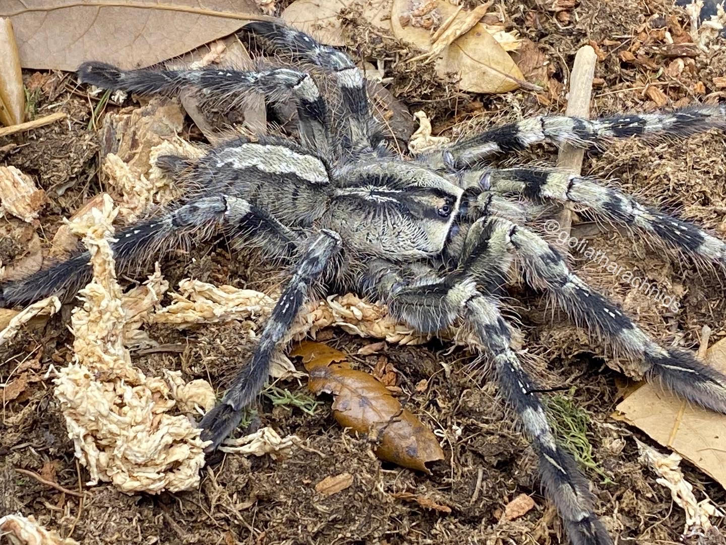 Poecilotheria vittata – Ghost Ornamental Tarantula | Rare Sri Lankan Species | Live Arrival Guarantee