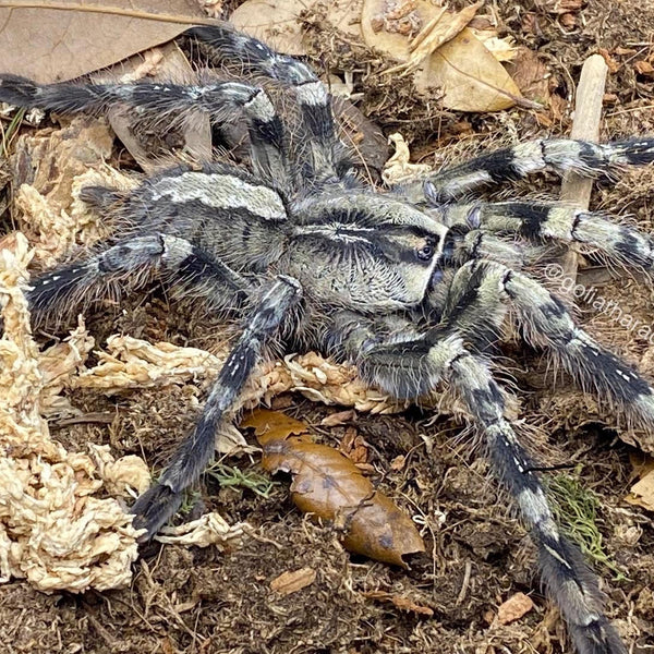 洋楽 Tarantula original.jpg