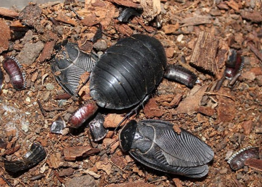 Polyphaga aegyptica – Egyptian Sand Roach | Desert Substrate Swimmer | Live Arrival Guarantee
