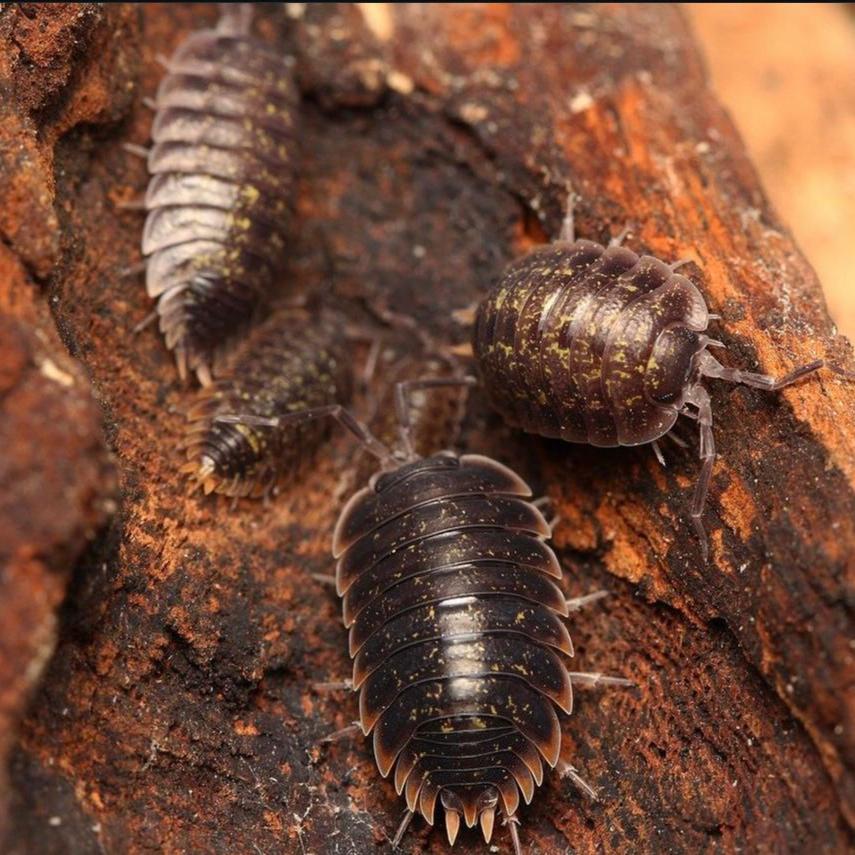 Porcellio flavomarginatus 'Crete' – Cretan Isopod | Beautiful Mediterranean Species | Live Arrival Guarantee