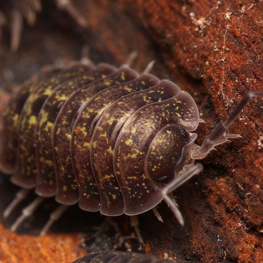 Porcellio flavomarginatus 'Crete' – Cretan Isopod | Beautiful Mediterranean Species | Live Arrival Guarantee