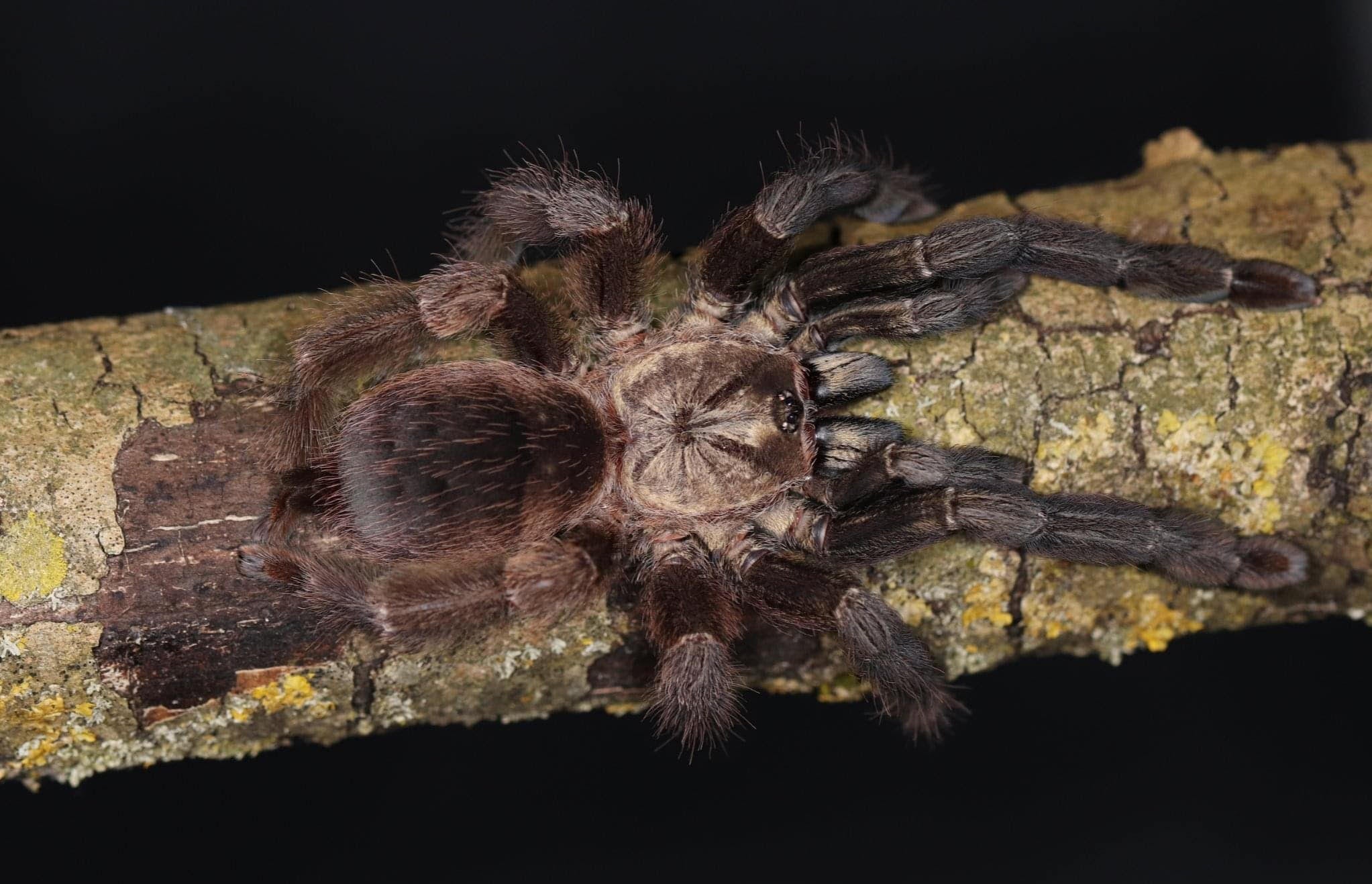 Psalmopoeus reduncus – Costa Rican Orange Mouth Tarantula | Stunning Arboreal Species | Live Arrival Guarantee