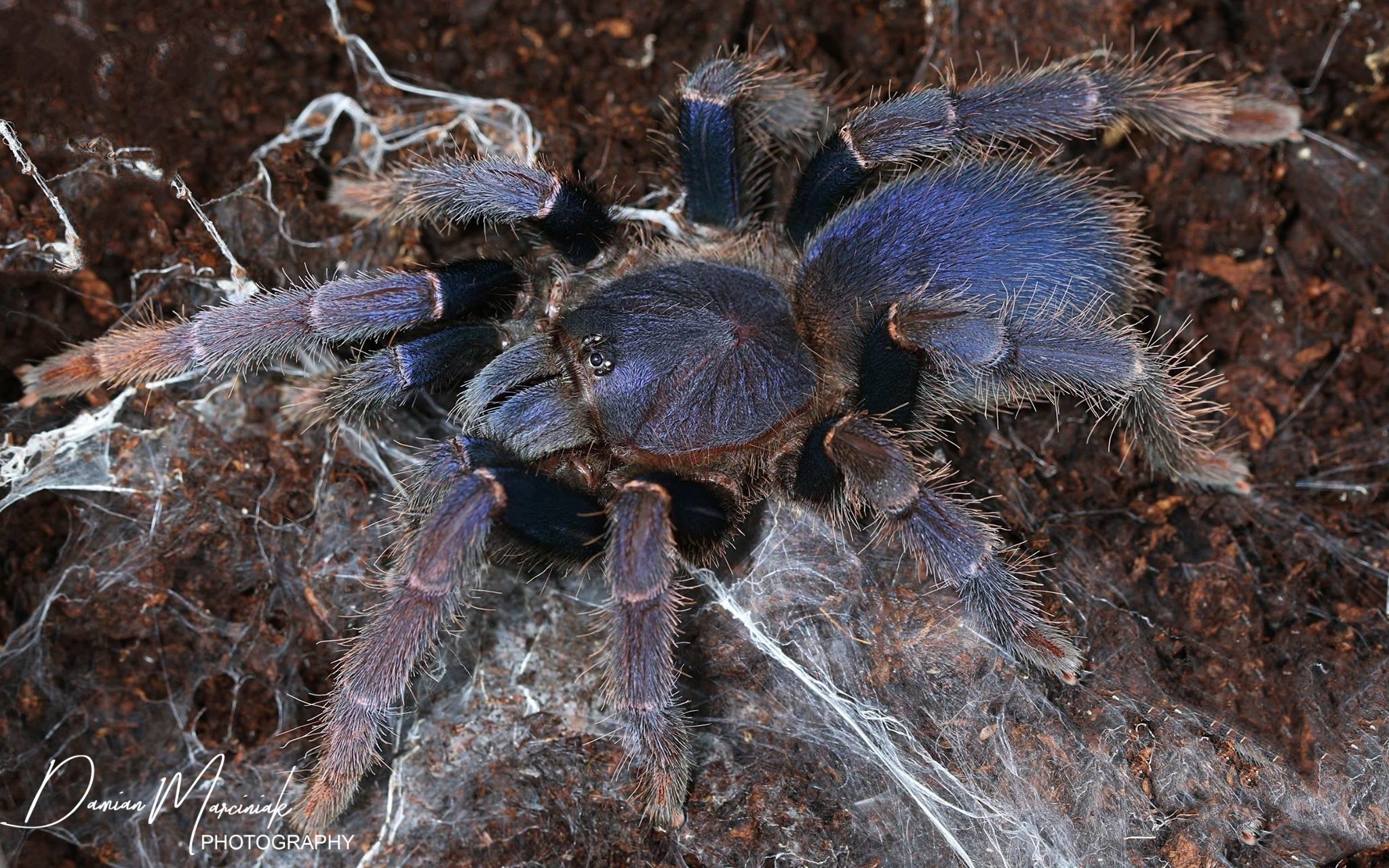 Psednocnemis brachyramosa – Malaysian Blue Femur Tarantula | Stunning Arboreal Species | Live Arrival Guarantee