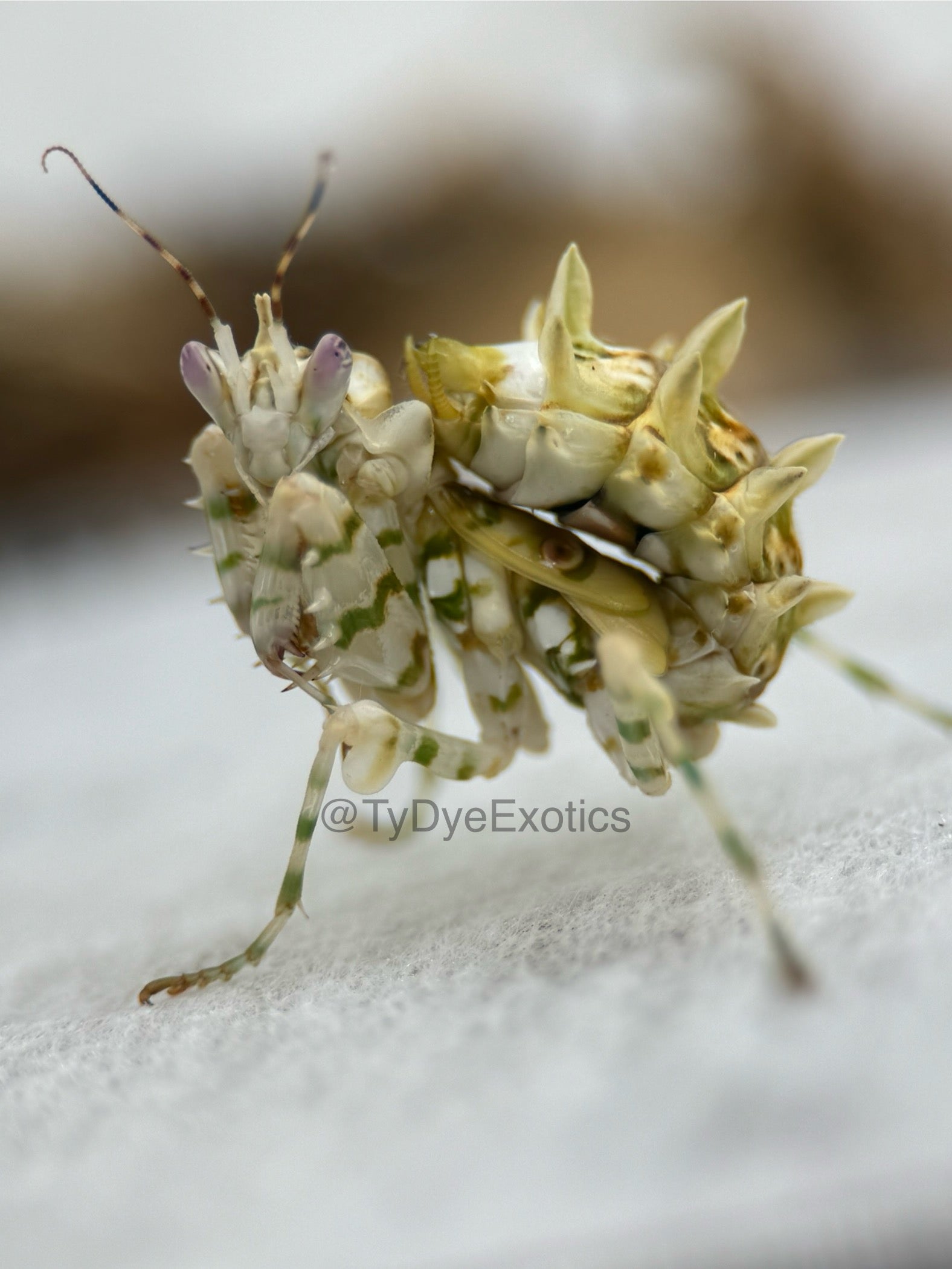 Pseudocreobotra wahlbergii - Spiny Flower Mantis for Sale | Live Arrival Guarantee