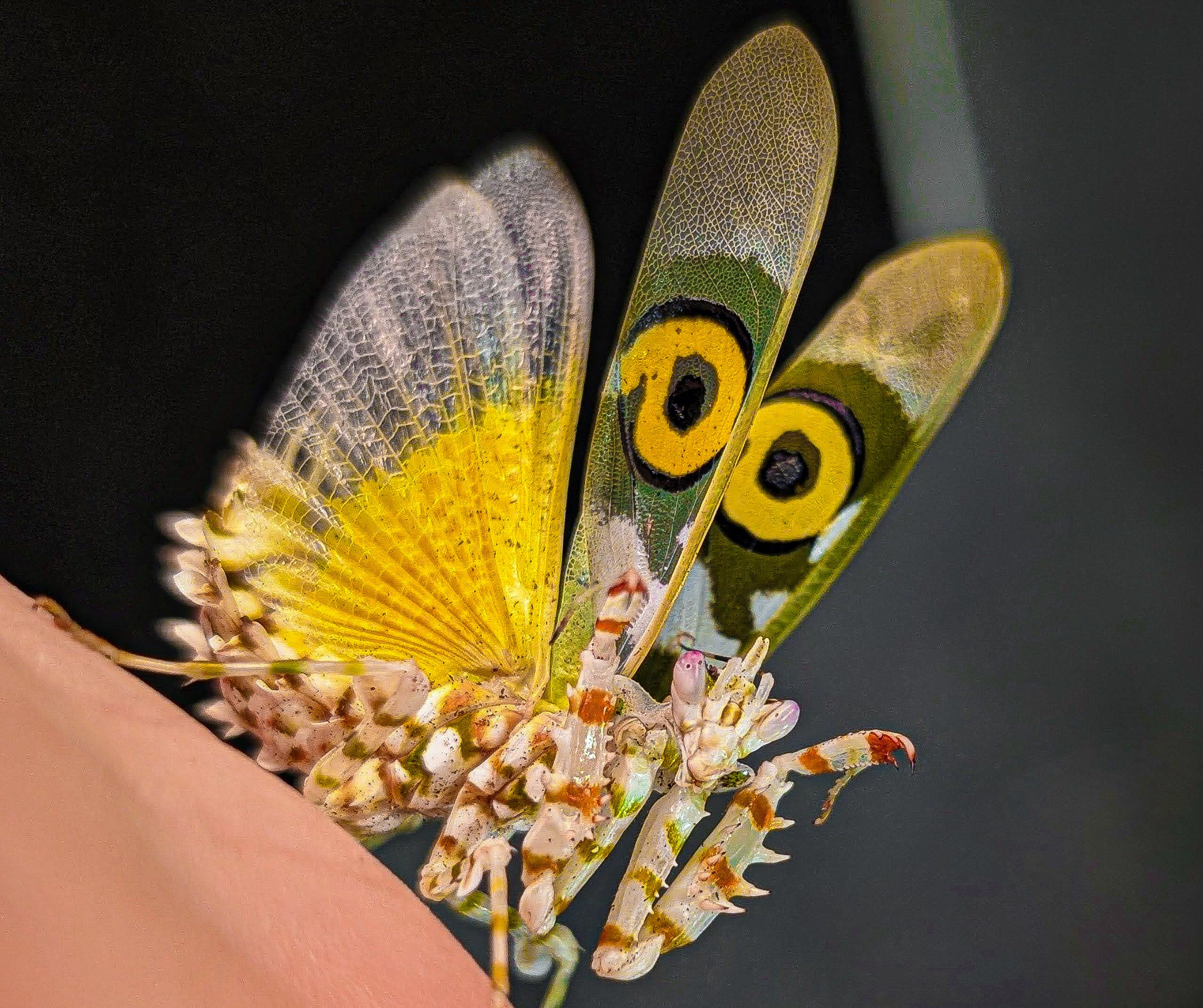 Pseudocreobotra wahlbergii - Spiny Flower Mantis for Sale | Live Arrival Guarantee