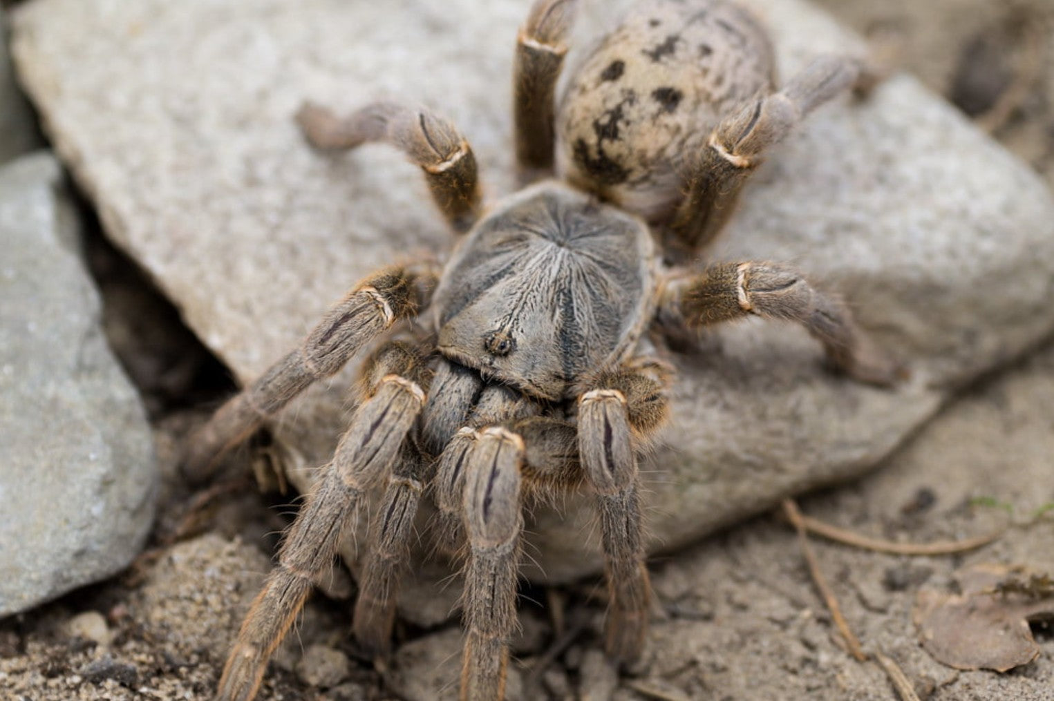 Pterinochilus lugardi – Dodoma Baboon Tarantula | Tanzanian Bronze Warrior | Live Arrival Guarantee