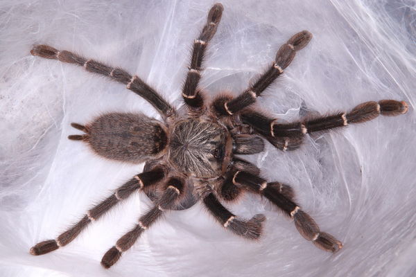 Pterinochilus murinus 'Botswana/Zimbabwe' – Botswana OBT | Large Dark Orange Baboon Tarantula | Live Arrival Guarantee