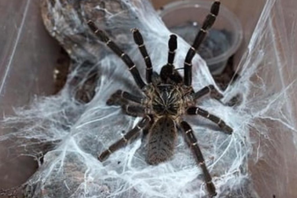 Pterinochilus murinus 'DCF Kenya' – Kenya OBT Tarantula | Rare Dark Locality | Live Arrival Guarantee