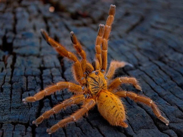 Pterinochilus murinus 'Usambara' – Orange Baboon Tarantula | RCF Red Color Form | Live Arrival Guarantee