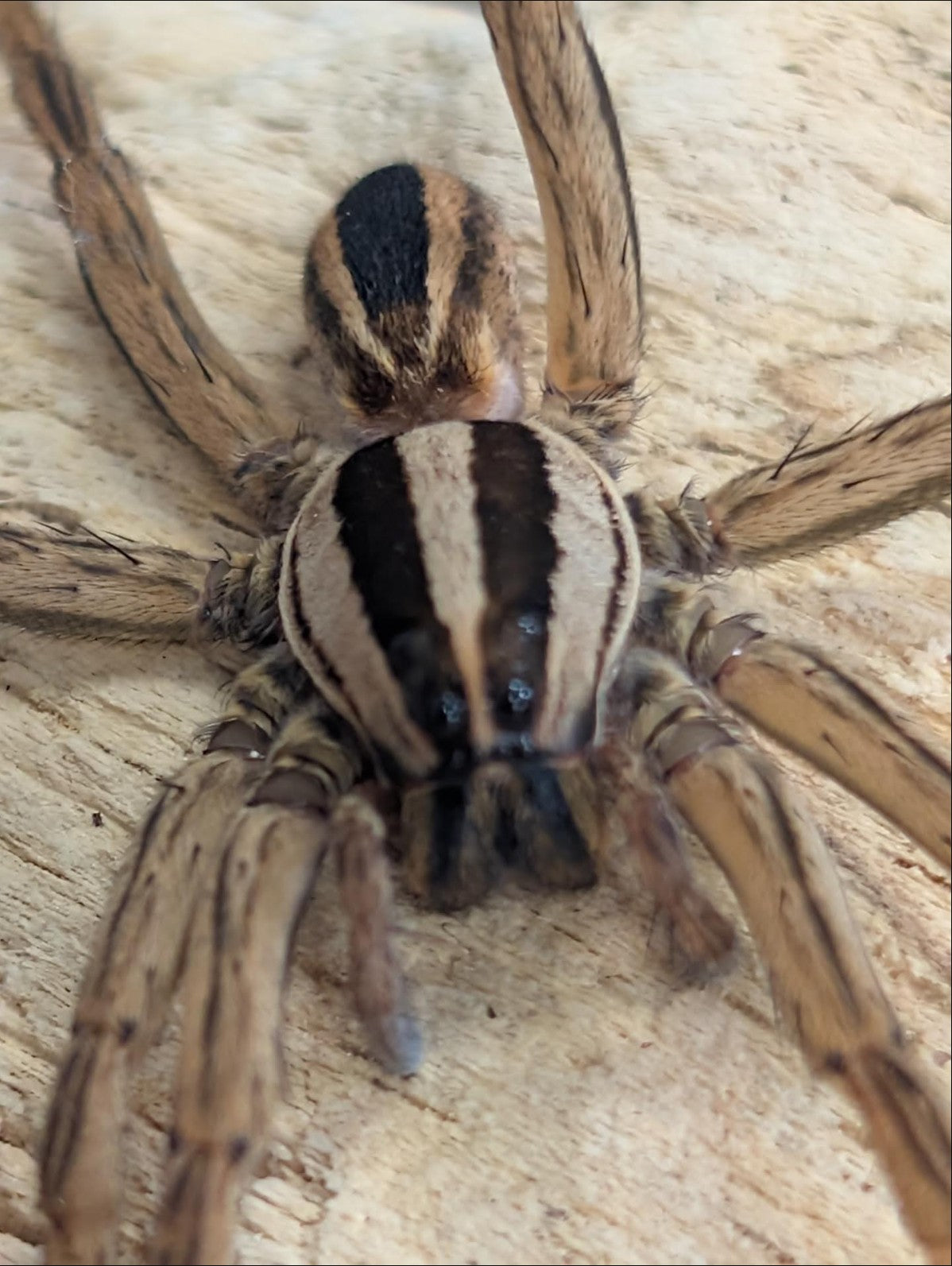 Rabidosa rabida – Rabid Wolf Spider | Live Arrival Guarantee