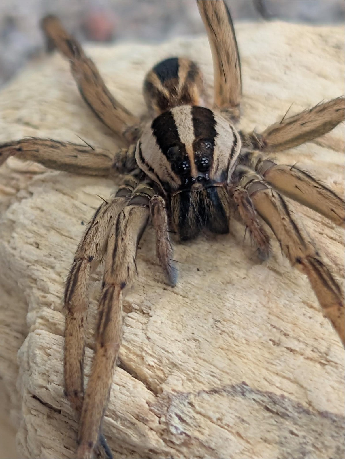 Rabidosa rabida – Rabid Wolf Spider | Live Arrival Guarantee