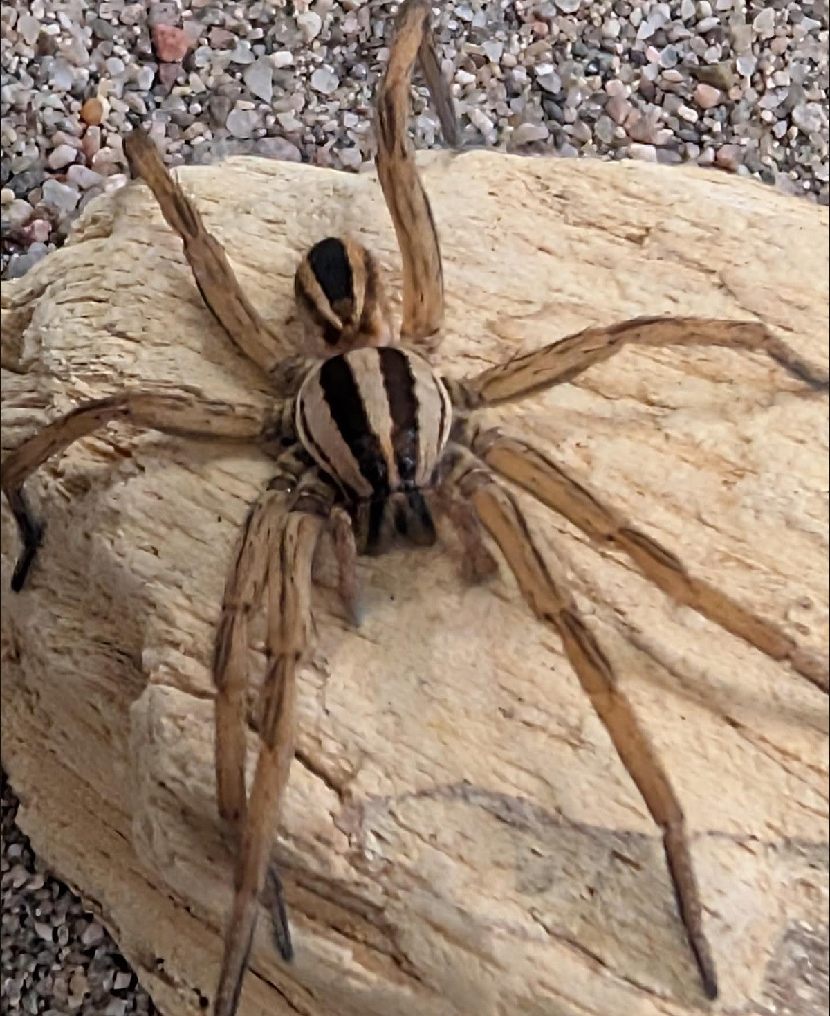 Rabidosa rabida – Rabid Wolf Spider | Live Arrival Guarantee
