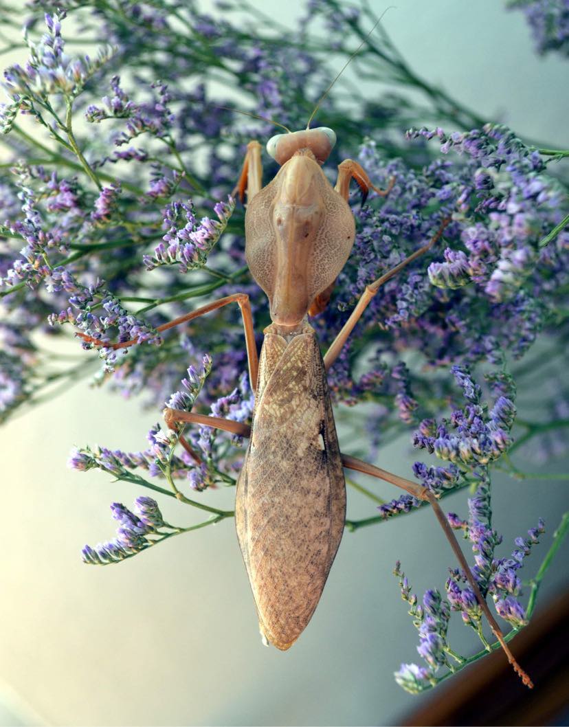 Rhombodera kirbyi - PNG Shield Mantis for Sale | Live Arrival Guarantee