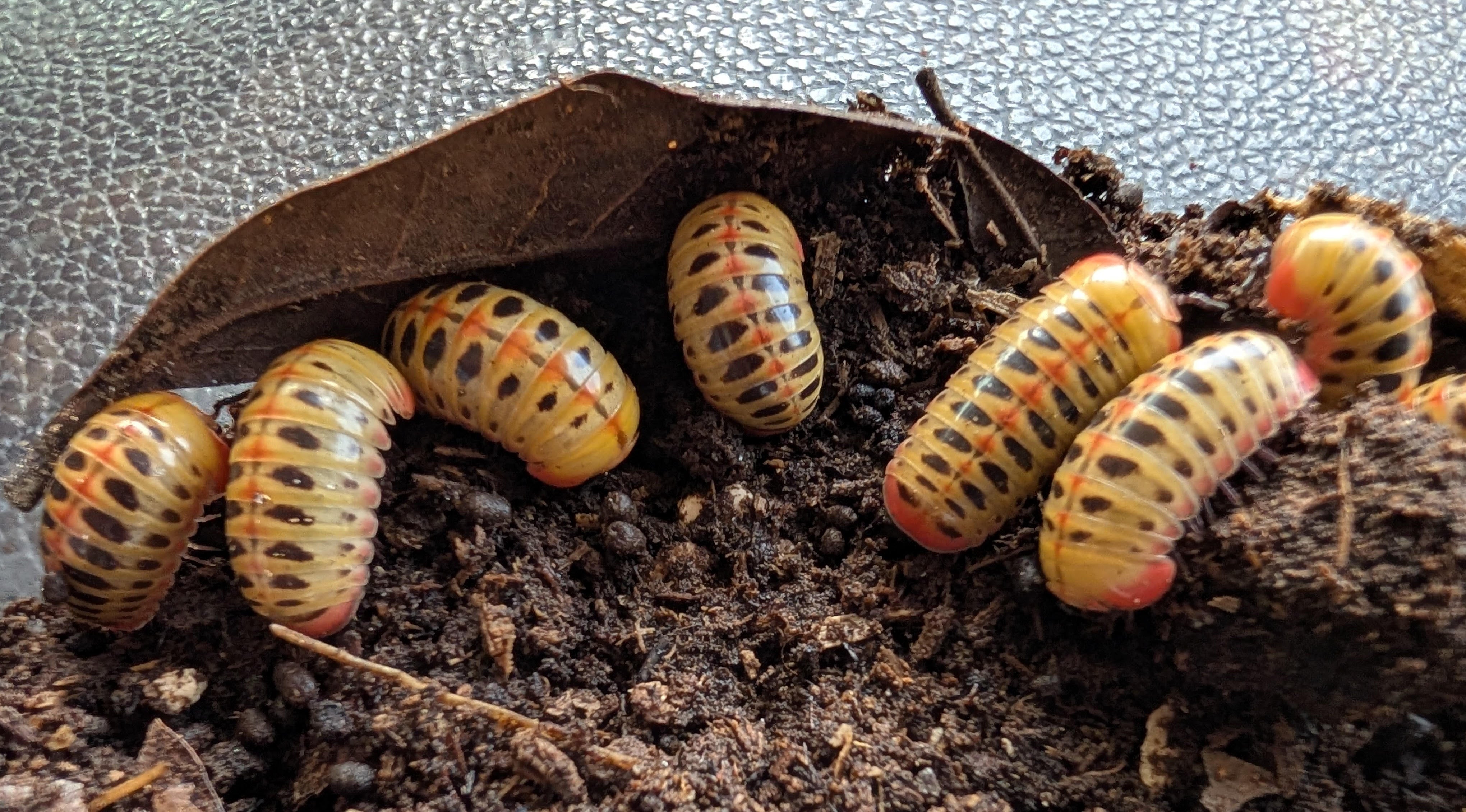 Rhopalomeris sirindhornae – Candy Corn Pill Millipede | Vibrant Strawberry & Yellow Rolling Jewel | Live Arrival Guarantee