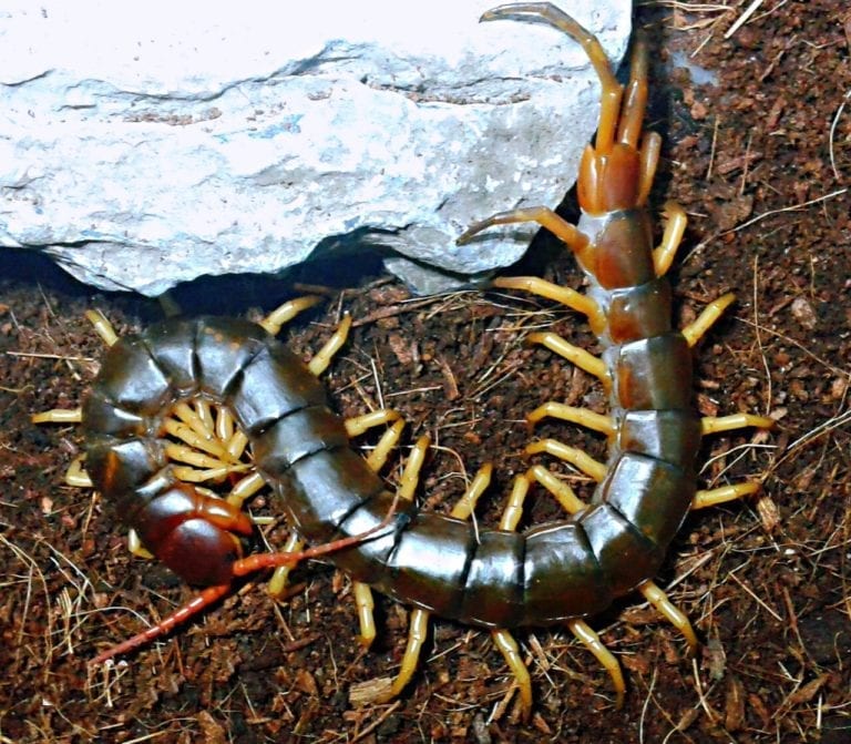 Scolopendra dehaani – Vietnamese Yellow Leg Centipede | Stunning Asian Species | Live Arrival Guarantee