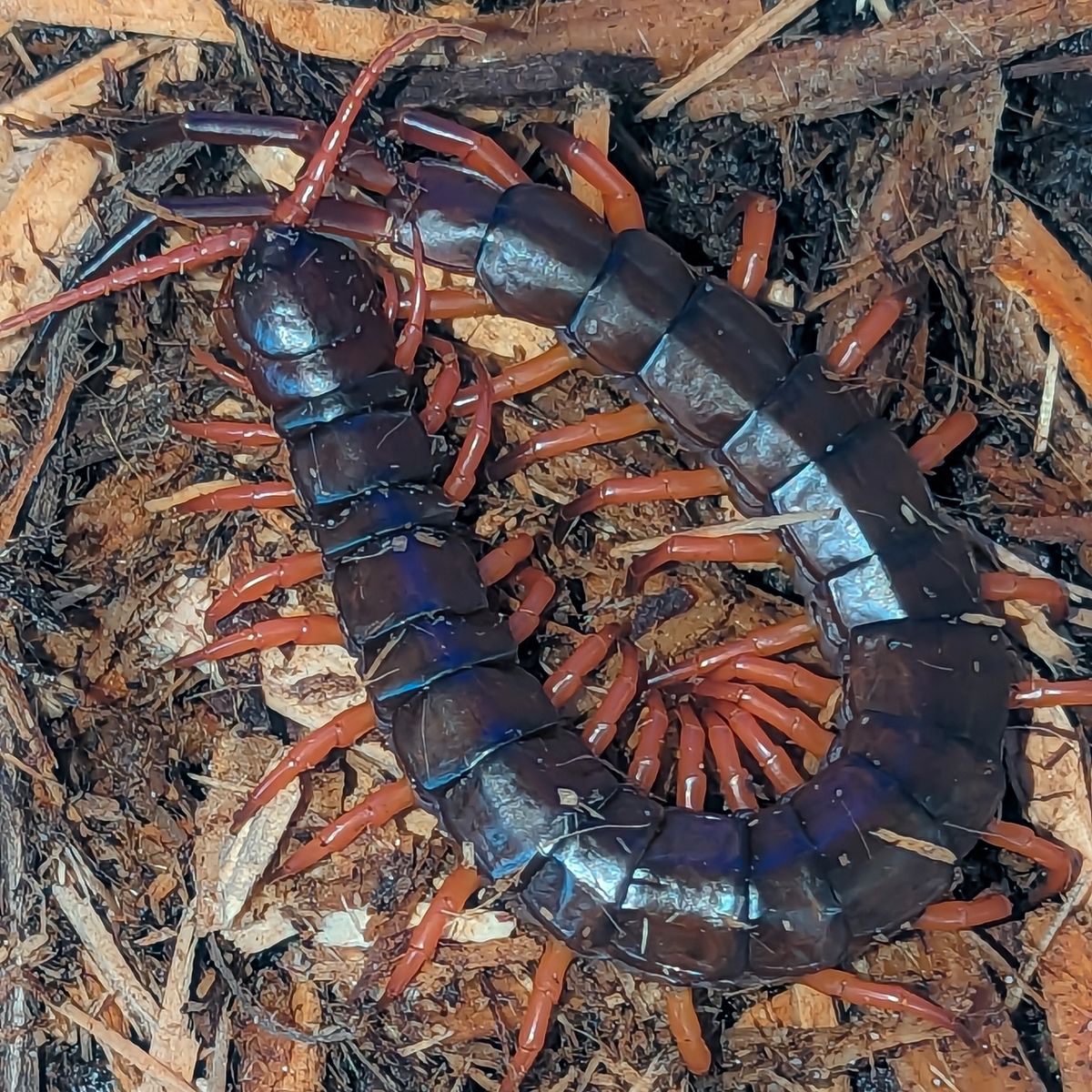 Scolopendra dehaani – Vietnamese Orange Leg Centipede | Stunning Asian Species | Live Arrival Guarantee