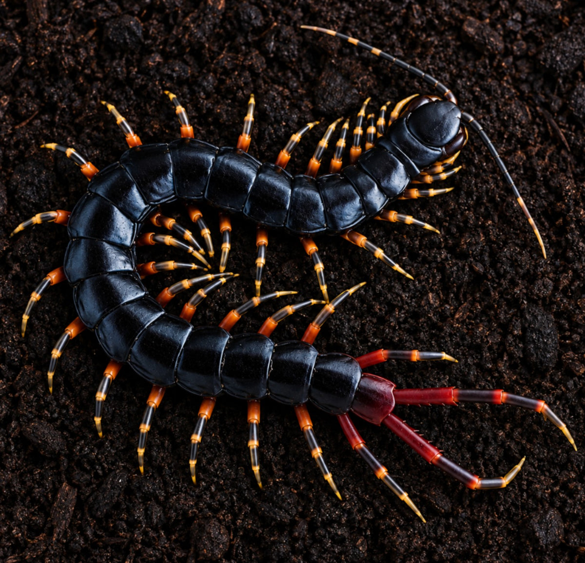 Scolopendra gigantea 'Black' – Amazonian Giant Centipede | Live Arrival Guarantee
