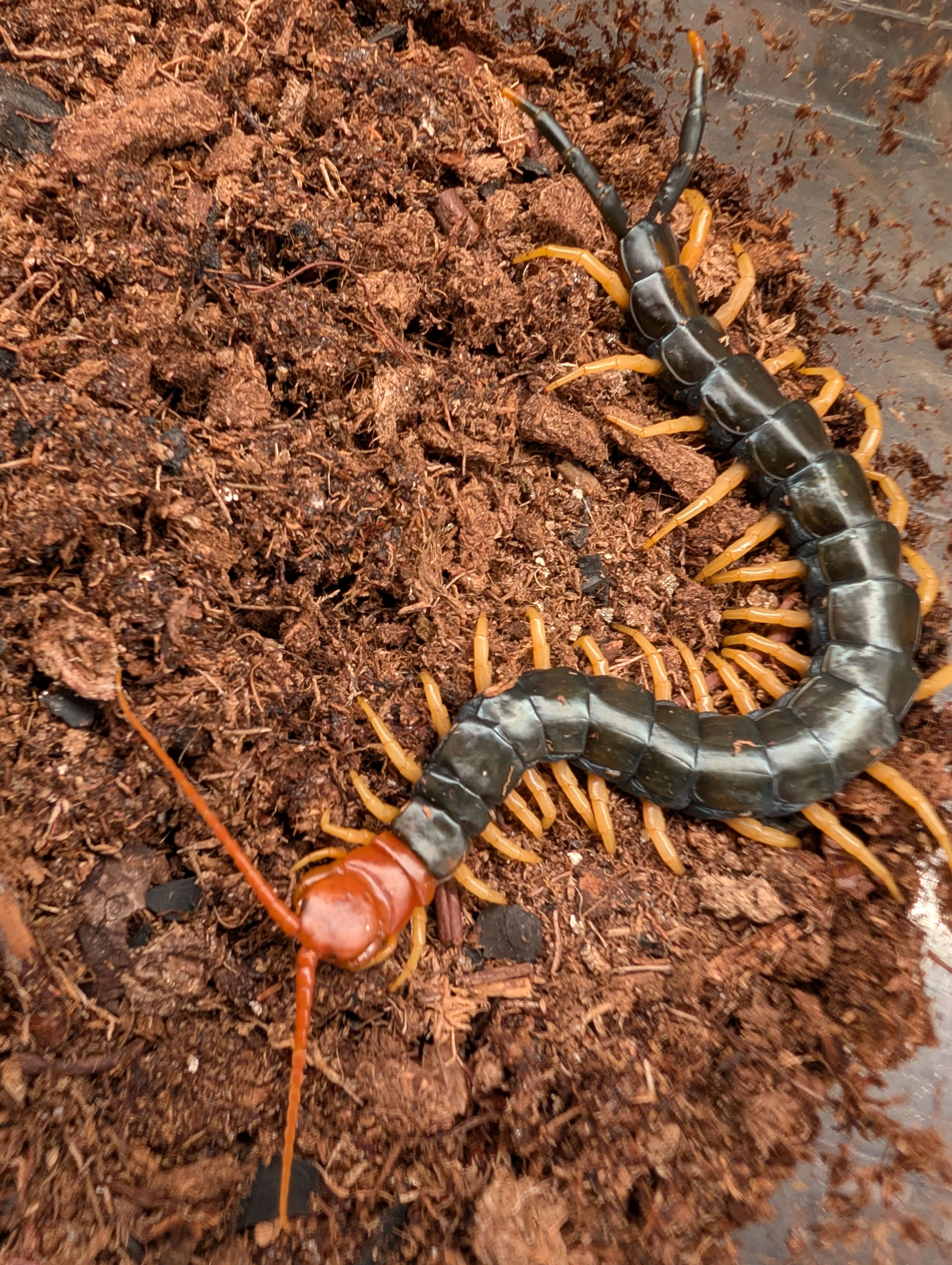 Scolopendra heros castaneiceps – Texas Redhead Centipede | Iconic North American Giant | Live Arrival Guarantee