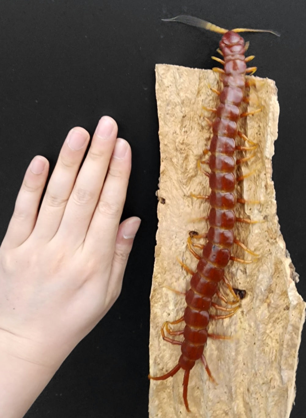 Scolopendra sp Ruby Red – Hispaniolan Red Giant Centipede | Massive Caribbean Species | Live Arrival Guarantee