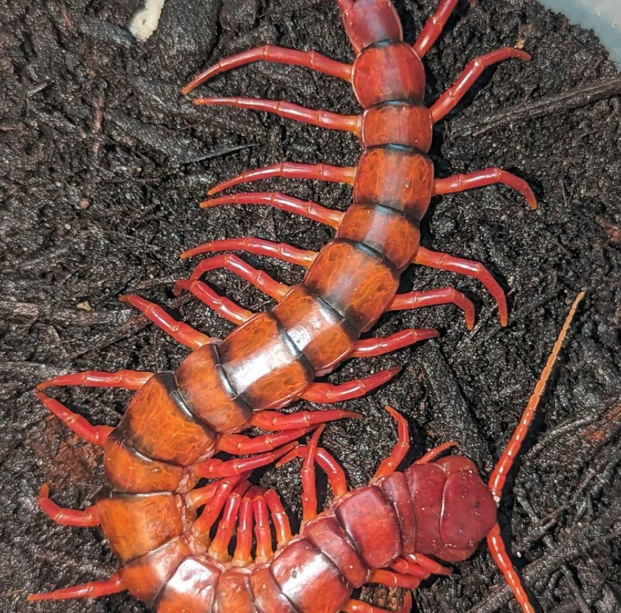 Scolopendra dehaani – Malaysian Cherry Red Centipede | All-Cherry Giant with Black Banding | Live Arrival Guarantee