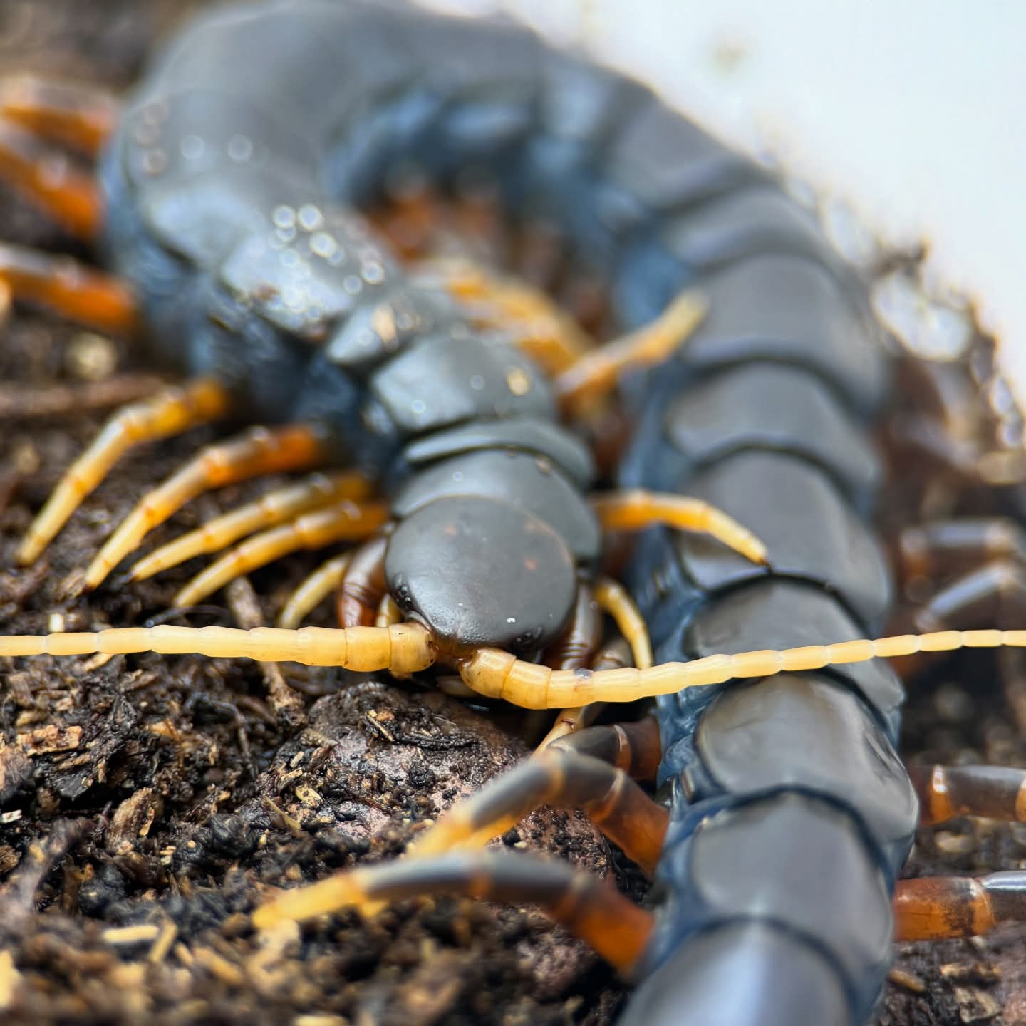 Scolopendra sp. 'Java Black' – Mt. Merapi Giant Centipede | Jet-Black Volcanic Giant | Live Arrival Guarantee