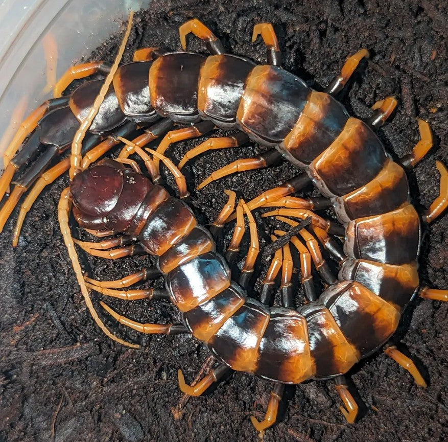 Scolopendra subspinipes piceoflava – Piceoflava Centipede | Piece of Lava | Gold & Black Banded Giant | Live Arrival Guarantee