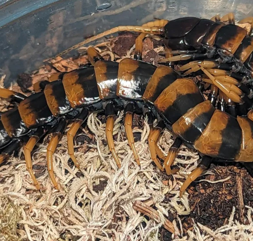 Scolopendra subspinipes piceoflava – Piceoflava Centipede | Piece of Lava | Gold & Black Banded Giant | Live Arrival Guarantee