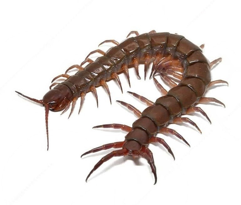 Scolopendra sp. Thai Black Flame – Thai Black Flame Centipede | Striking Dark Scolopendrid | Live Arrival Guarantee
