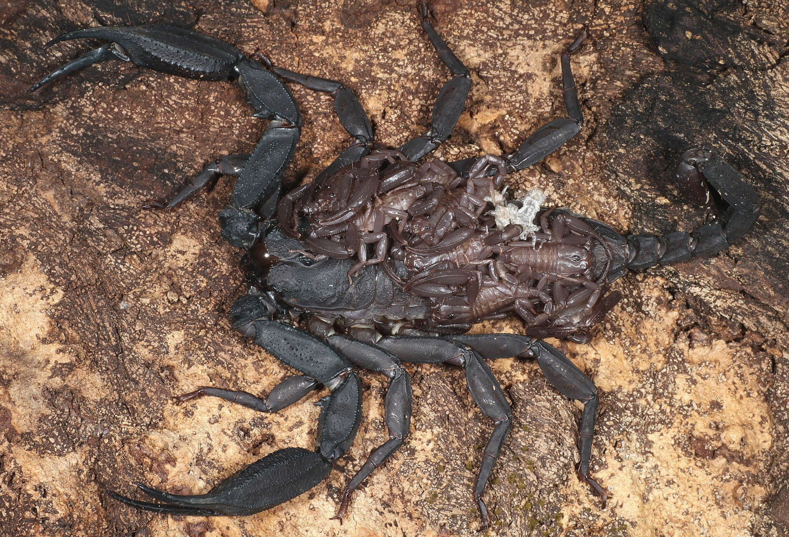 Scorpiops cf kautii – Thai Flat Rock Scorpion | Rare Asian Flat Rock Species | Live Arrival Guarantee