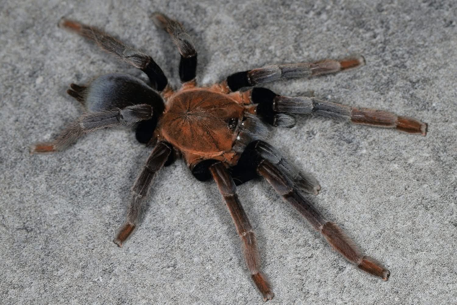 Selenocosmia arndsti – New Guinea Rust Orange Tarantula | Rare Asian Species | Live Arrival Guarantee