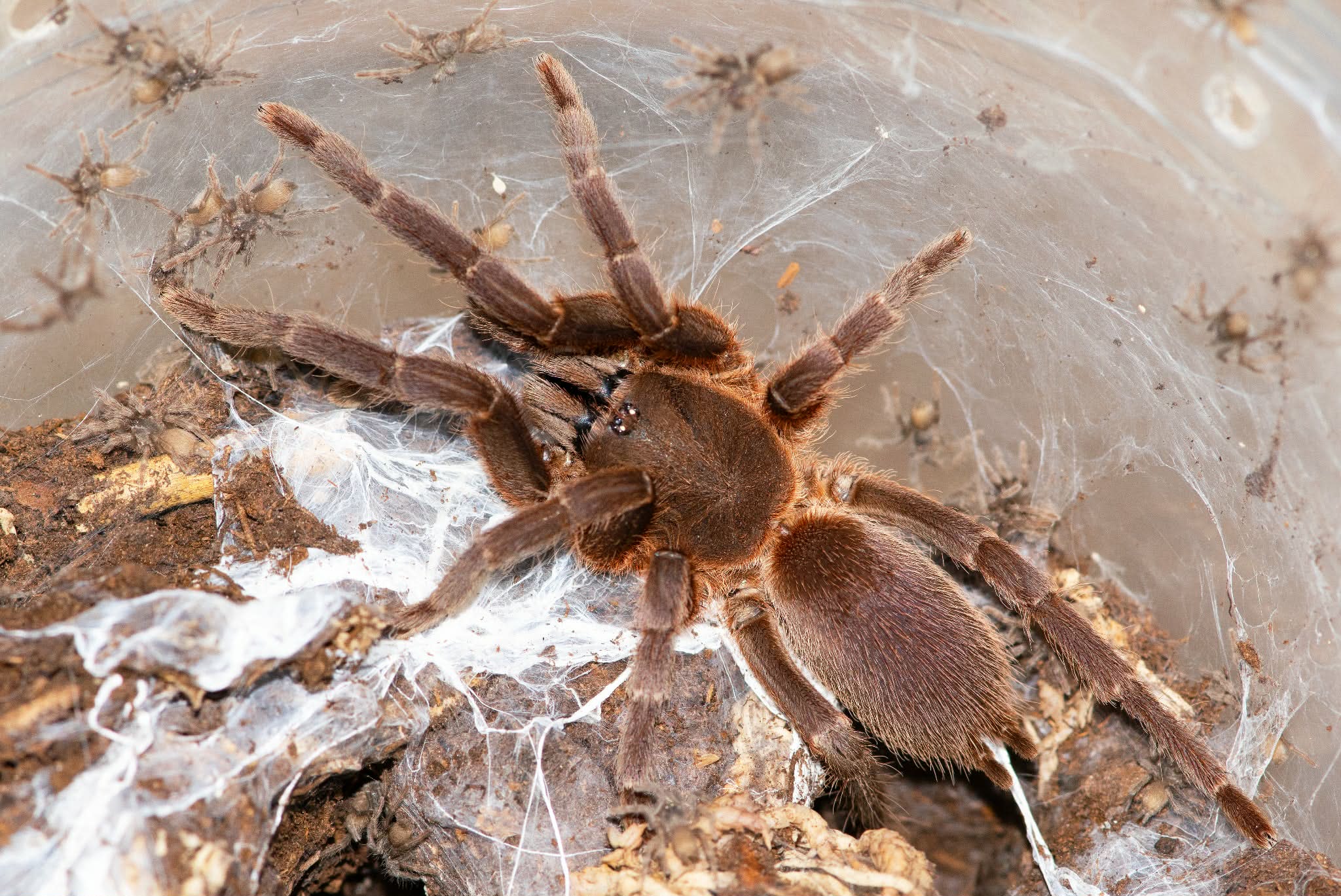 Selenocosmiinae sp. Dak Man – Dak Man Earth Tiger | Rare Asian Fossorial Tarantula | Live Arrival Guarantee