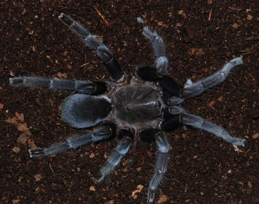 Selenocosmia javanensis – Javan Yellow Knee Tarantula | Bold Indonesian Old World | Live Arrival Guarantee