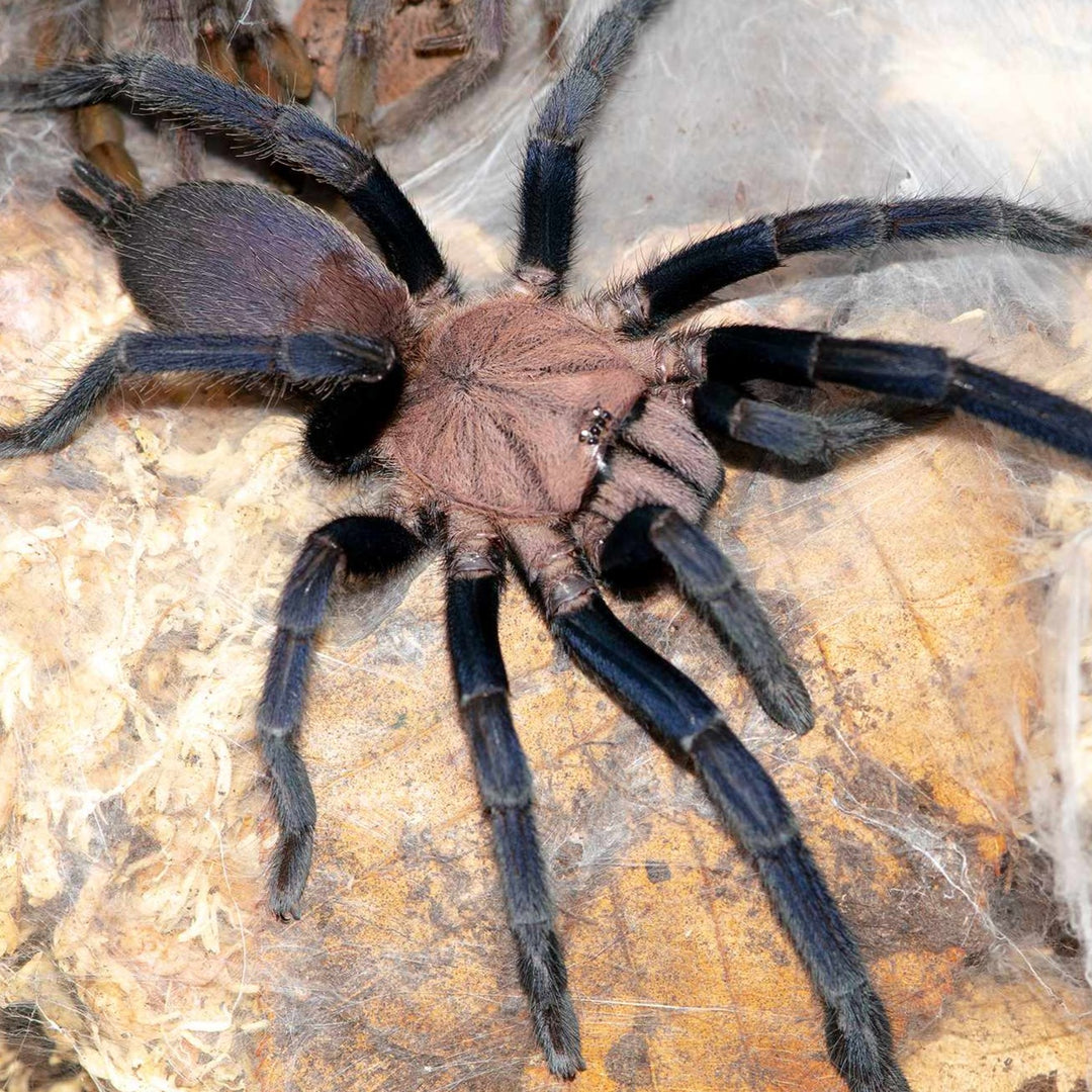 Selenocosmiinae sp. Kordillera – Kordillera Earth Tiger | Rare Asian Fossorial Tarantula | Live Arrival Guarantee