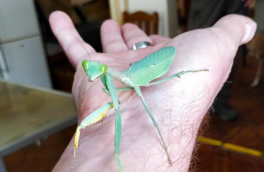 Sphodromantis viridis - African Giant Mantis for Sale | Live Arrival Guarantee