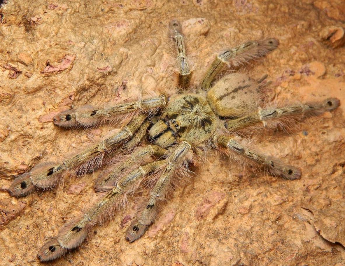 Stromatopelma calceatum – Featherleg Baboon Tarantula | Old World Arboreal | Live Arrival Guarantee