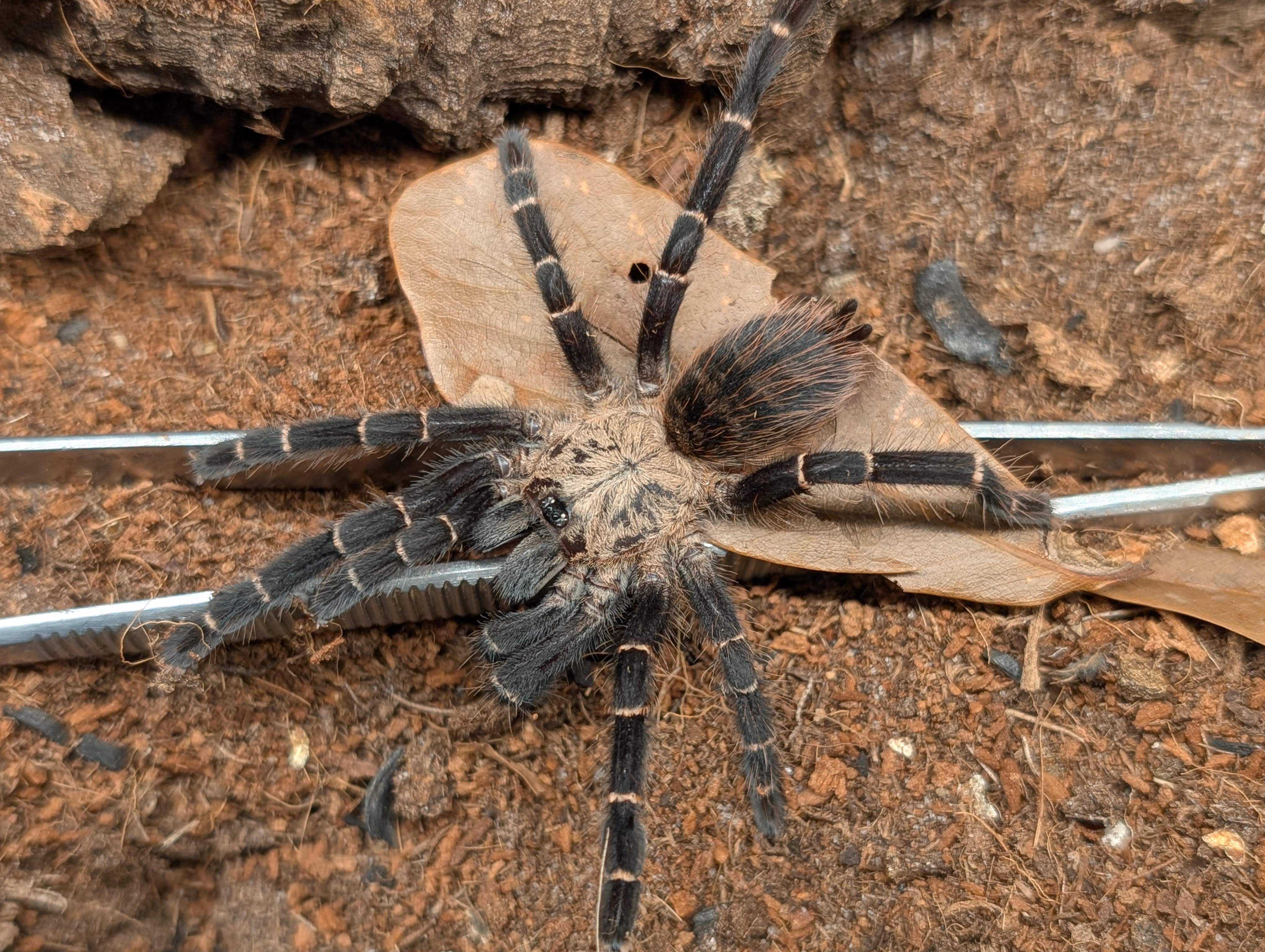 Taksinus bambus – Bamboo Earth Tiger Tarantula | Rare Asian Species | Live Arrival Guarantee