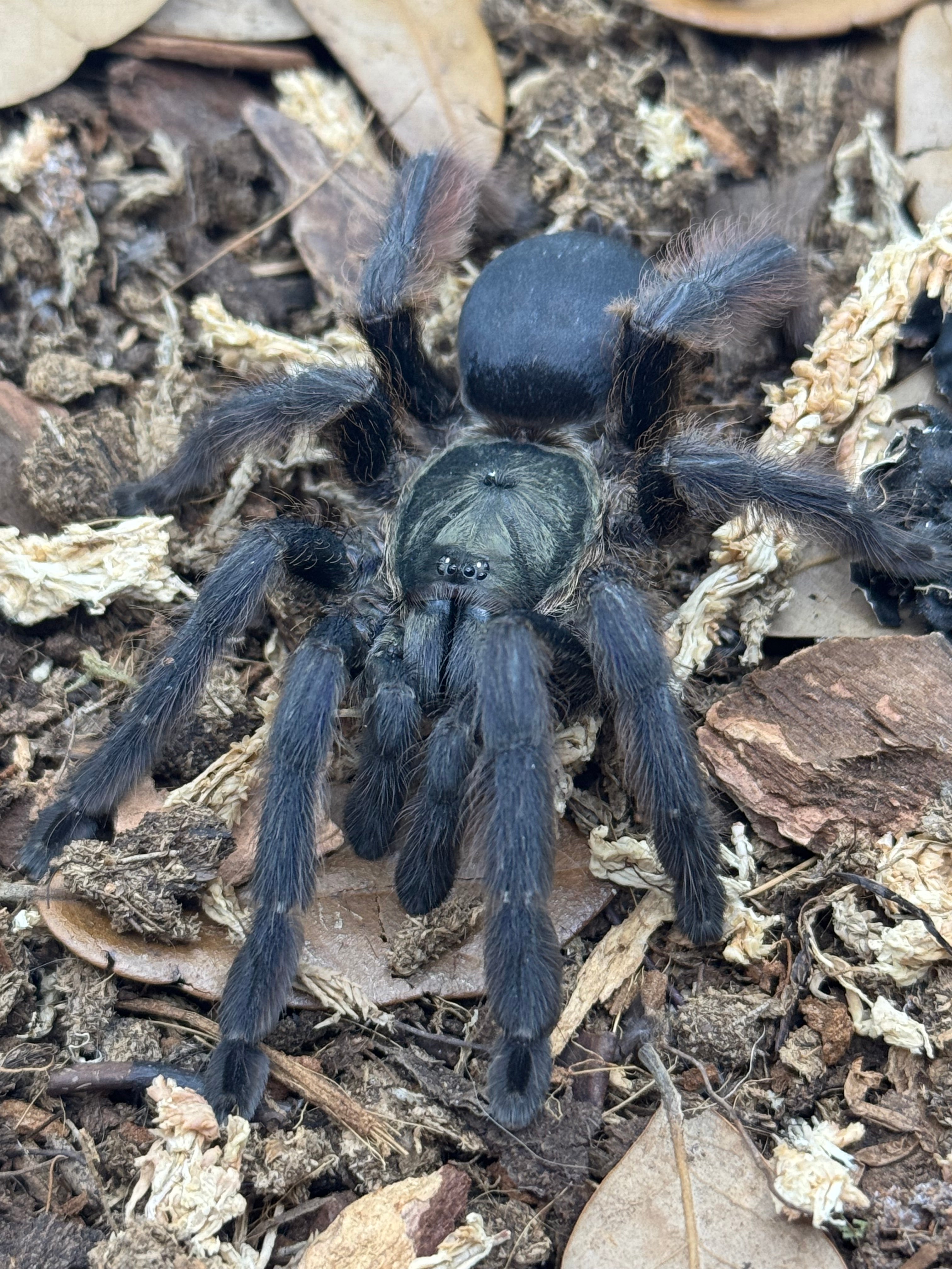 Tapinauchenius plumipes – Violet Tree Spider | Mahogany Tree Spider | Stunning Arboreal Species | Live Arrival Guarantee