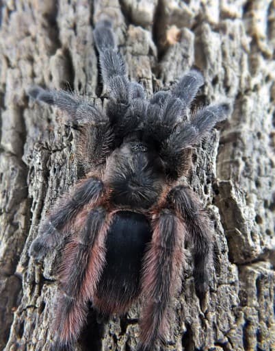 Tapinauchenius sanctivincenti – Saint Vincent's Tree Spider | Rare Caribbean Arboreal Species | Live Arrival Guarantee