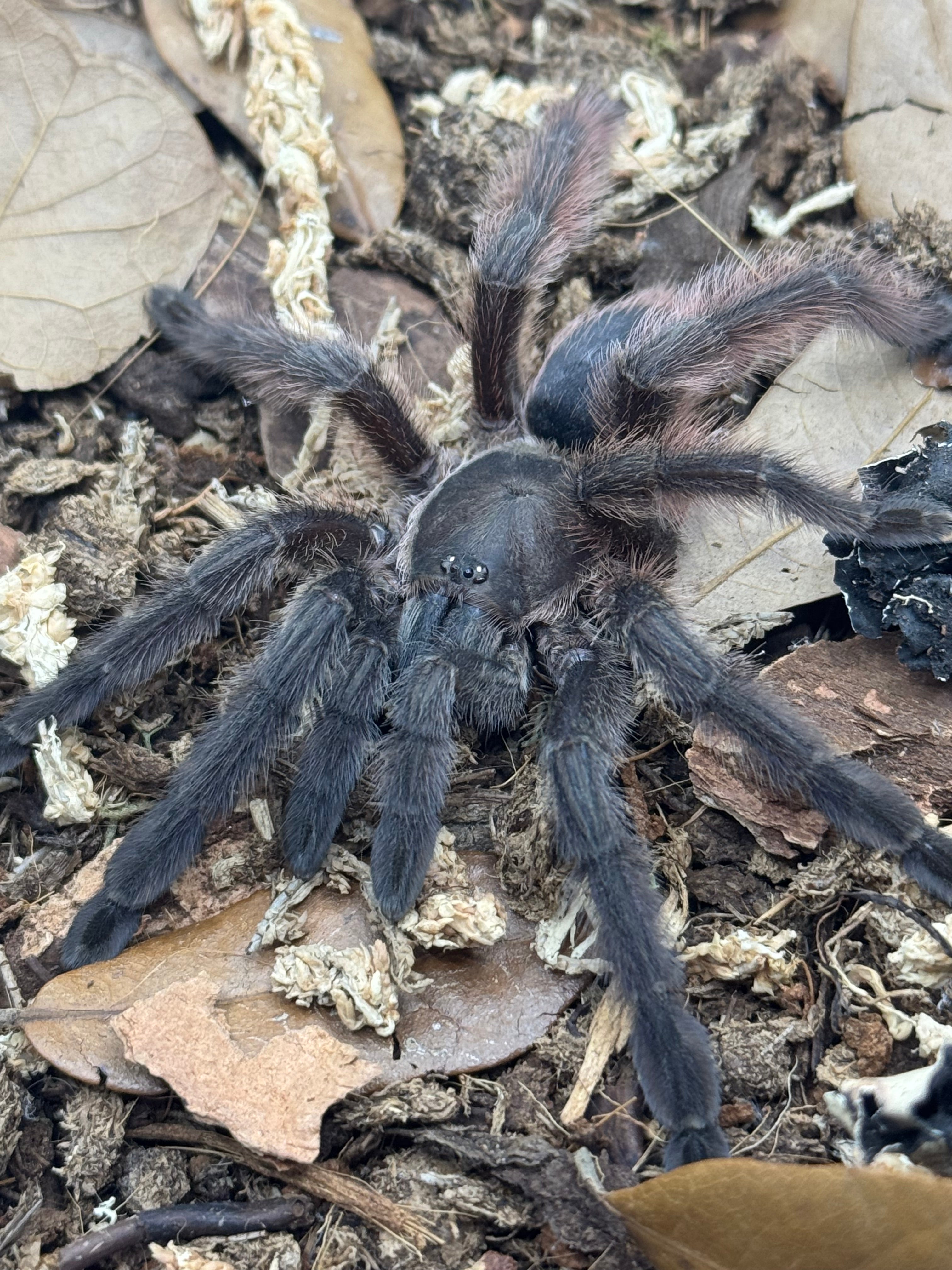 Tapinauchenius sanctivincenti – Saint Vincent's Tree Spider | Rare Caribbean Arboreal Species | Live Arrival Guarantee