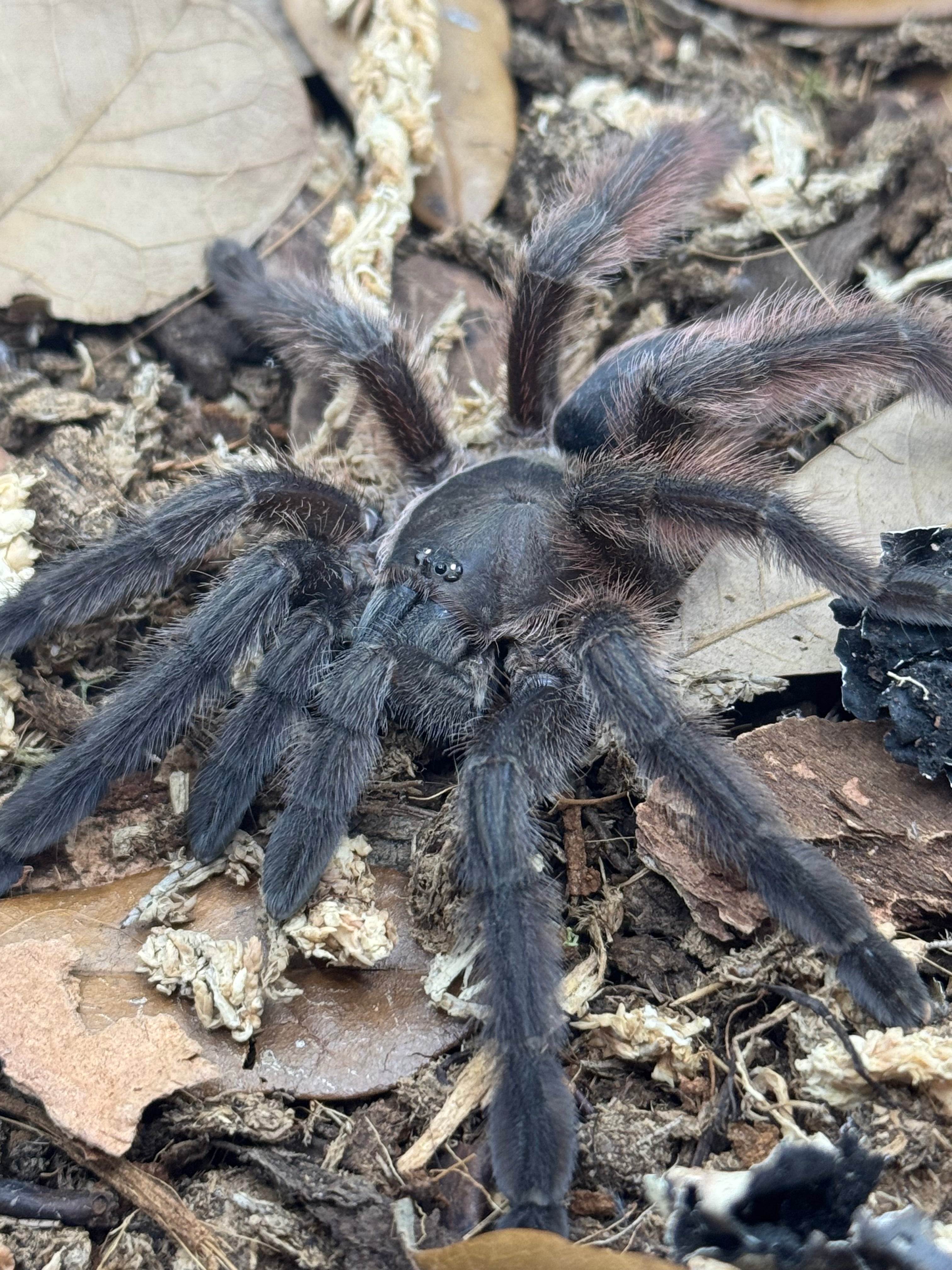 Tapinauchenius sanctivincenti – Saint Vincent's Tree Spider | Rare Caribbean Arboreal Species | Live Arrival Guarantee
