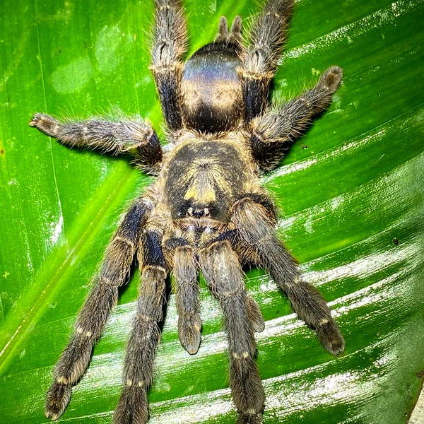 Tapinauchenius sp Yasuni - Yasuni Tree Spider for Sale